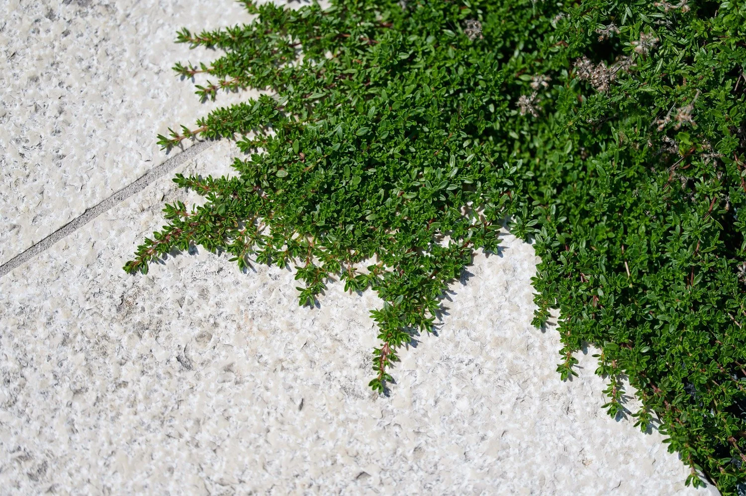 Grüne Pflanzen auf Kanfanar.