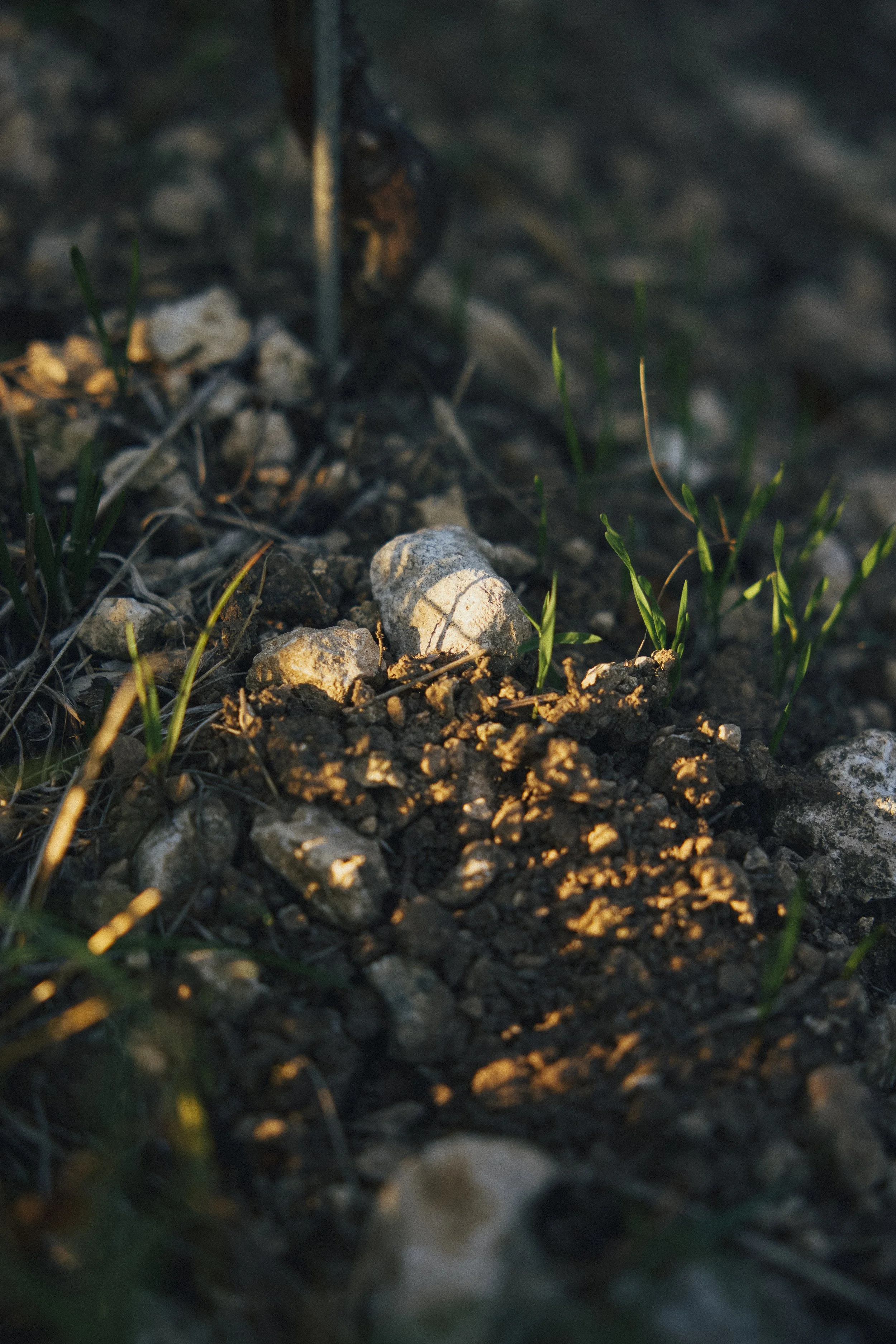 Nahaufnahme des Terroirs der VDP.Großen Lage Kalmit und Kalkstein in Ilbesheim