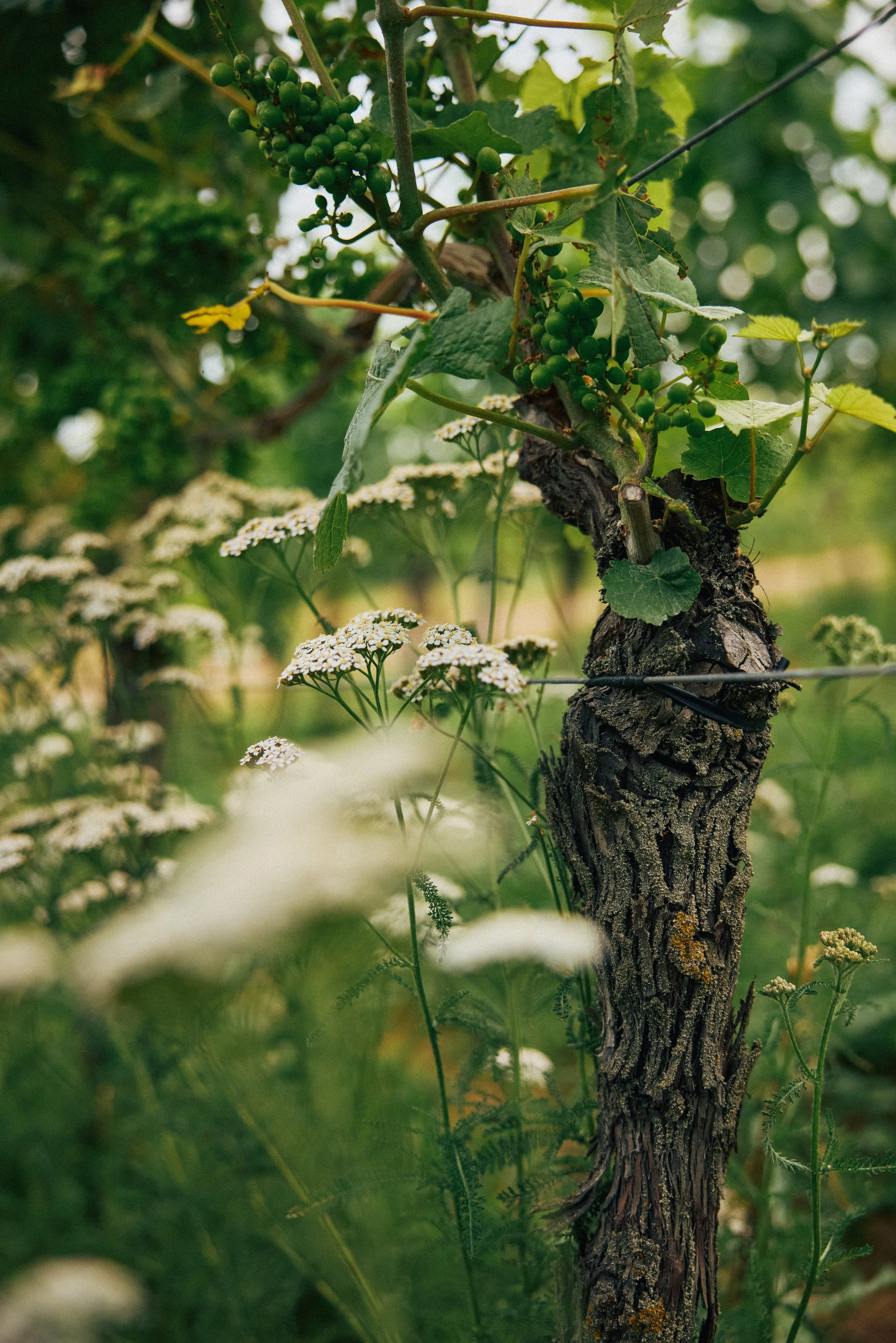 Weinstock im Grünen. Trauben im Sommer und Begrünung im Weinberg.
