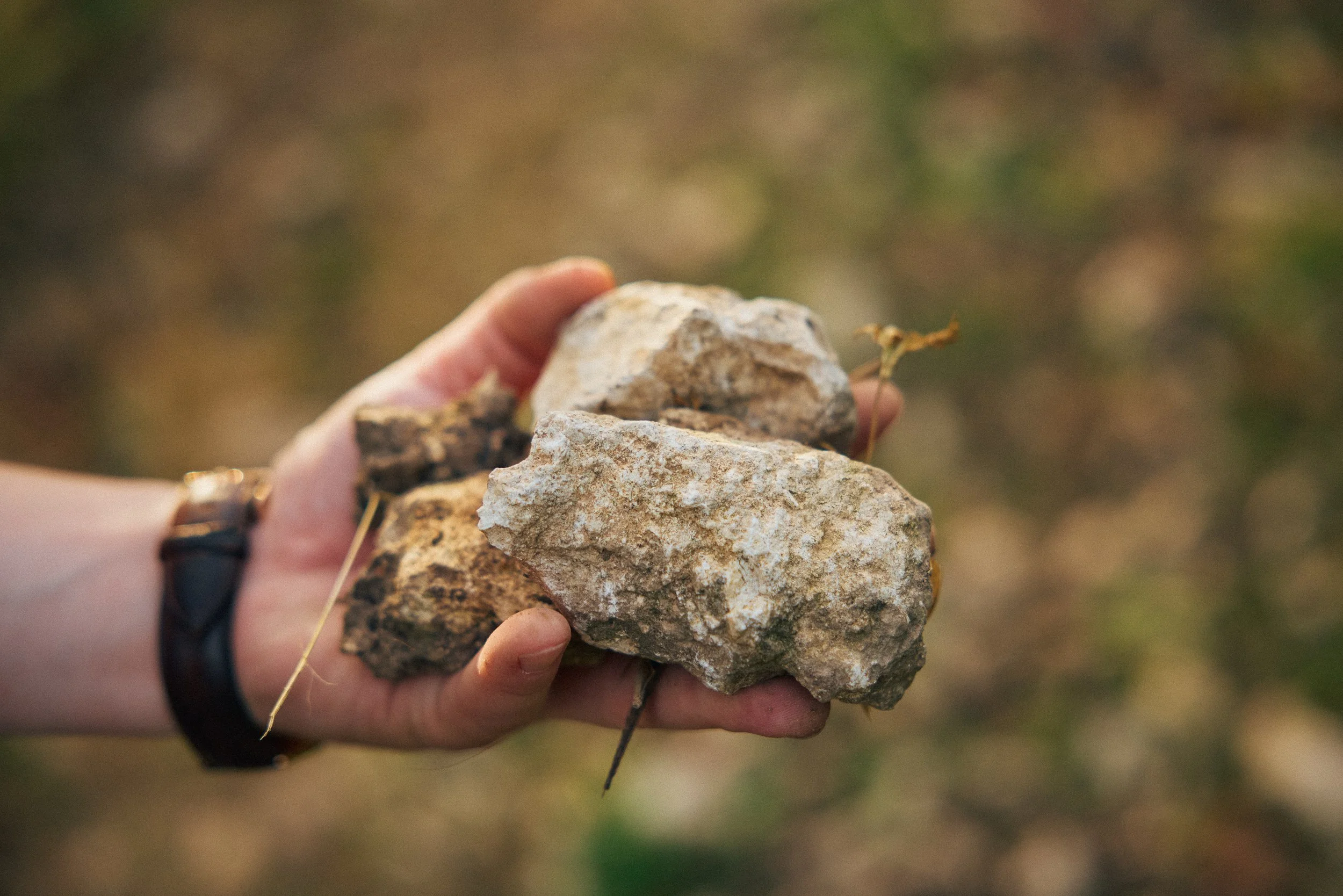Hand hält mehrere Kalksteine der VDP.Grossen Lage Kalmit.