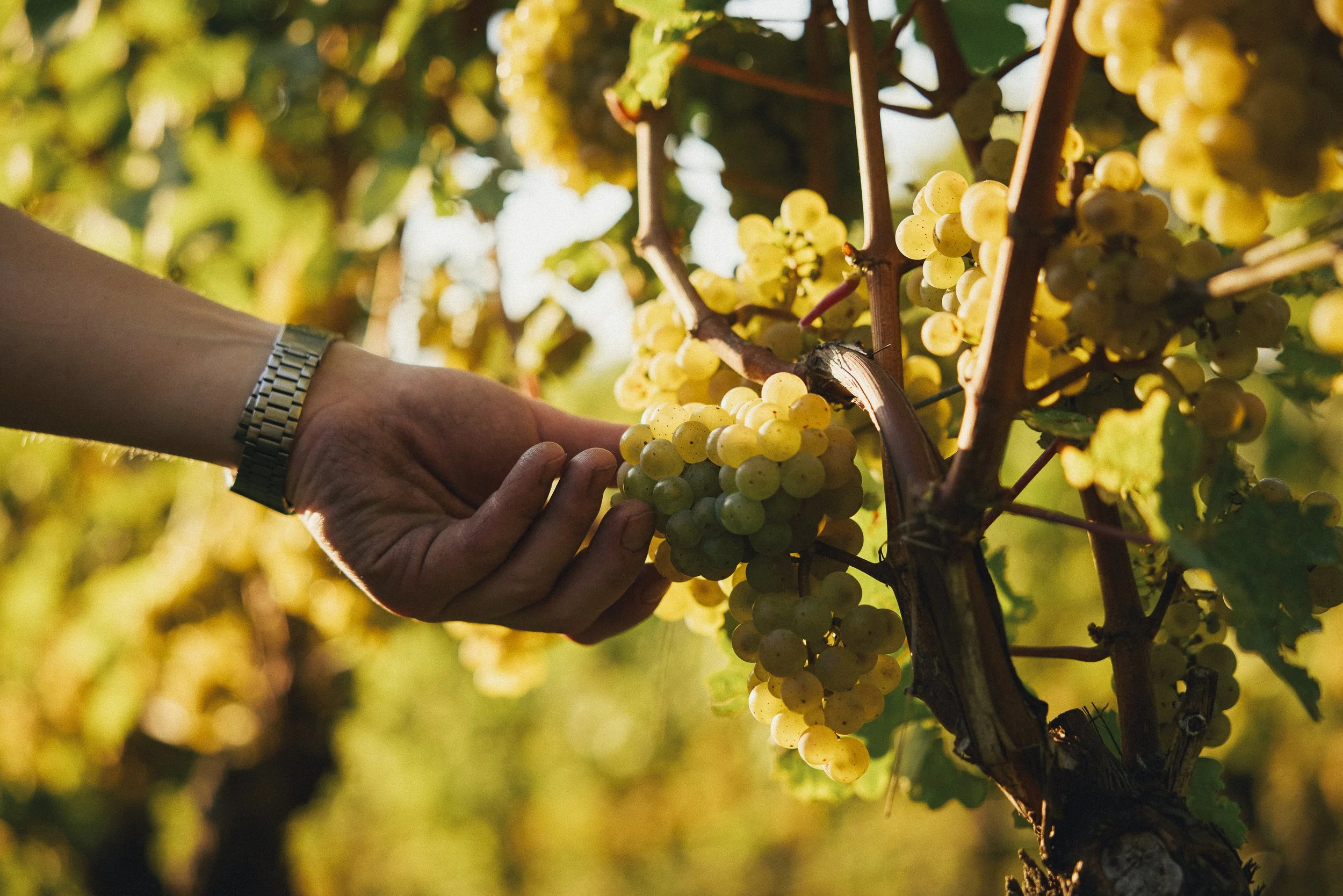 Hand, die weiße Weintrauben an einer Weinrebe in Sonnenlicht pflückt.