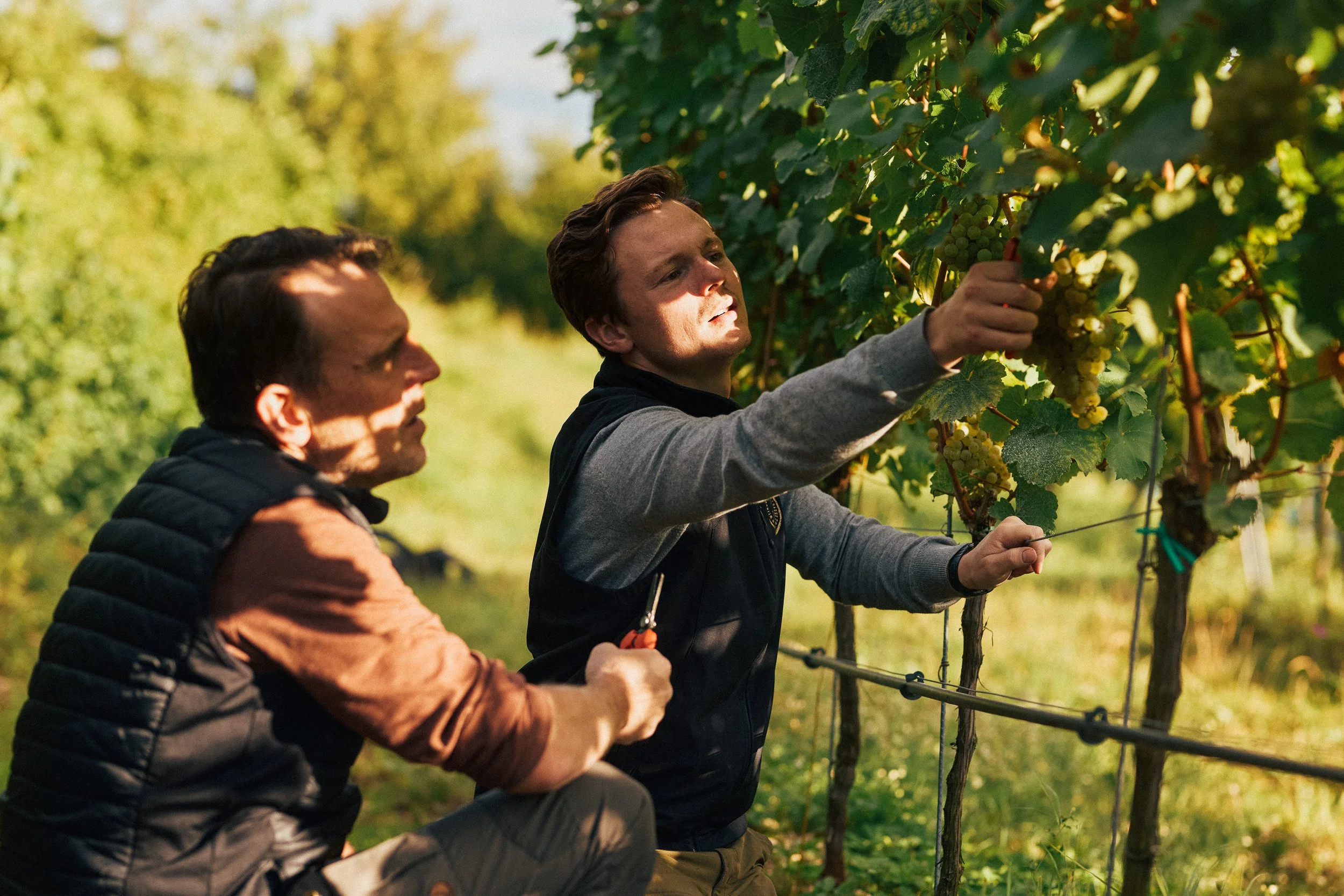 Zwei Männer ernten Wein in einem Weingarten.
