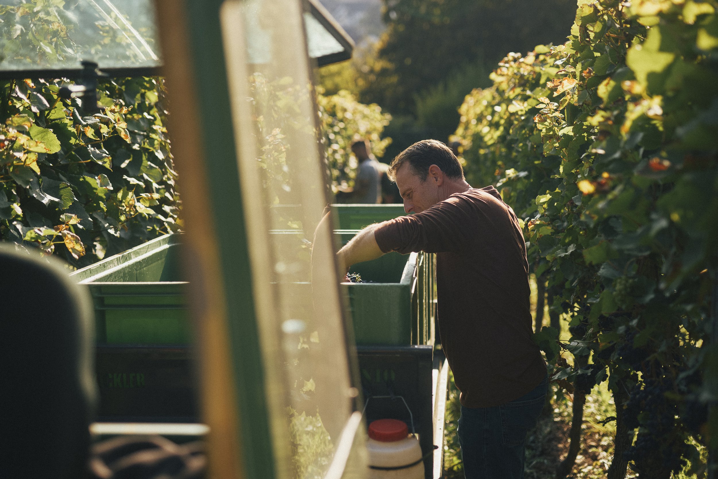 Ein Mann arbeitet im Weinberg, er ist zwischen Weinreben und einem grünen Transportwagen.