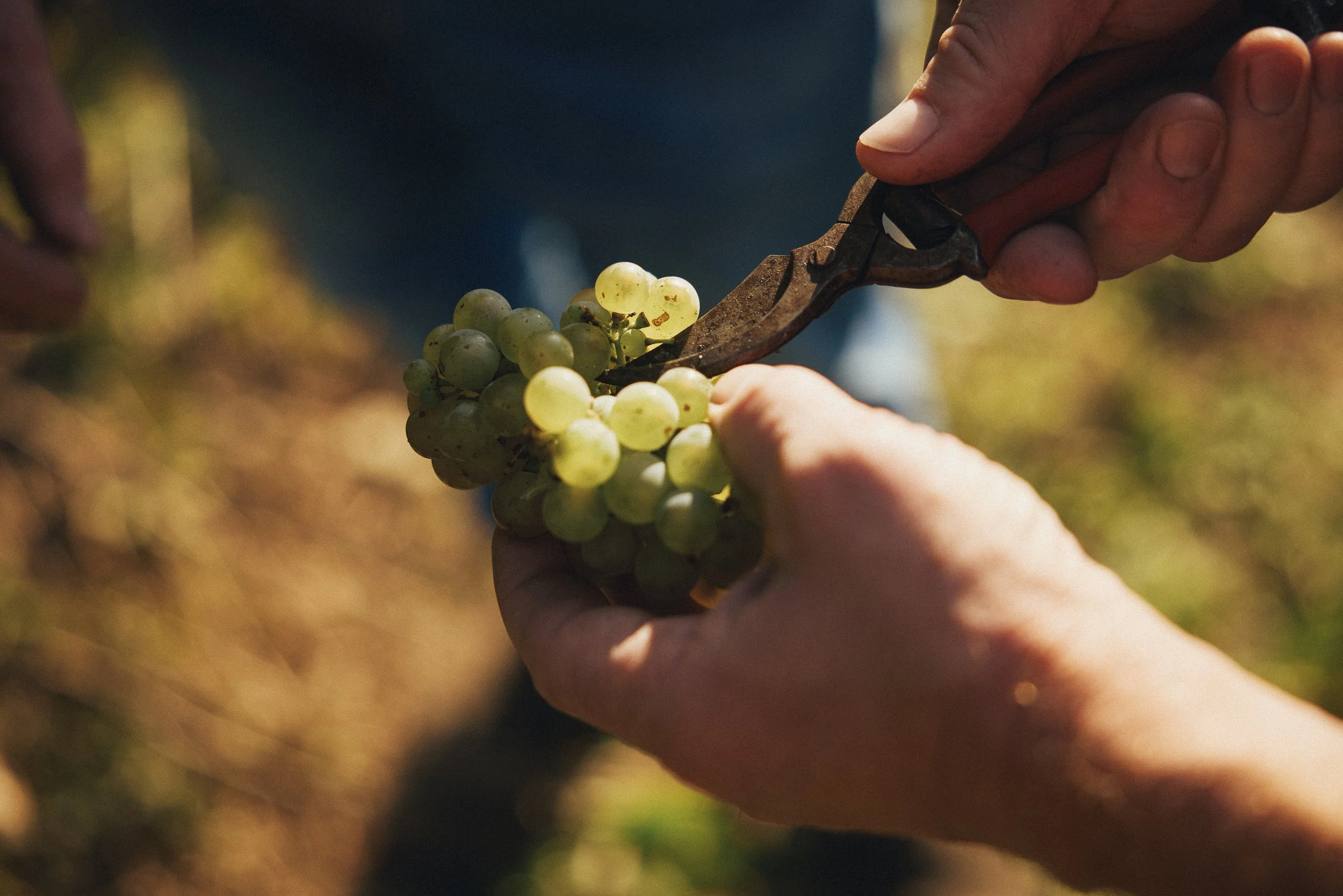 Trauben werden per Hand geerntet und Selektioniert. VDP.Großes Gewächs.