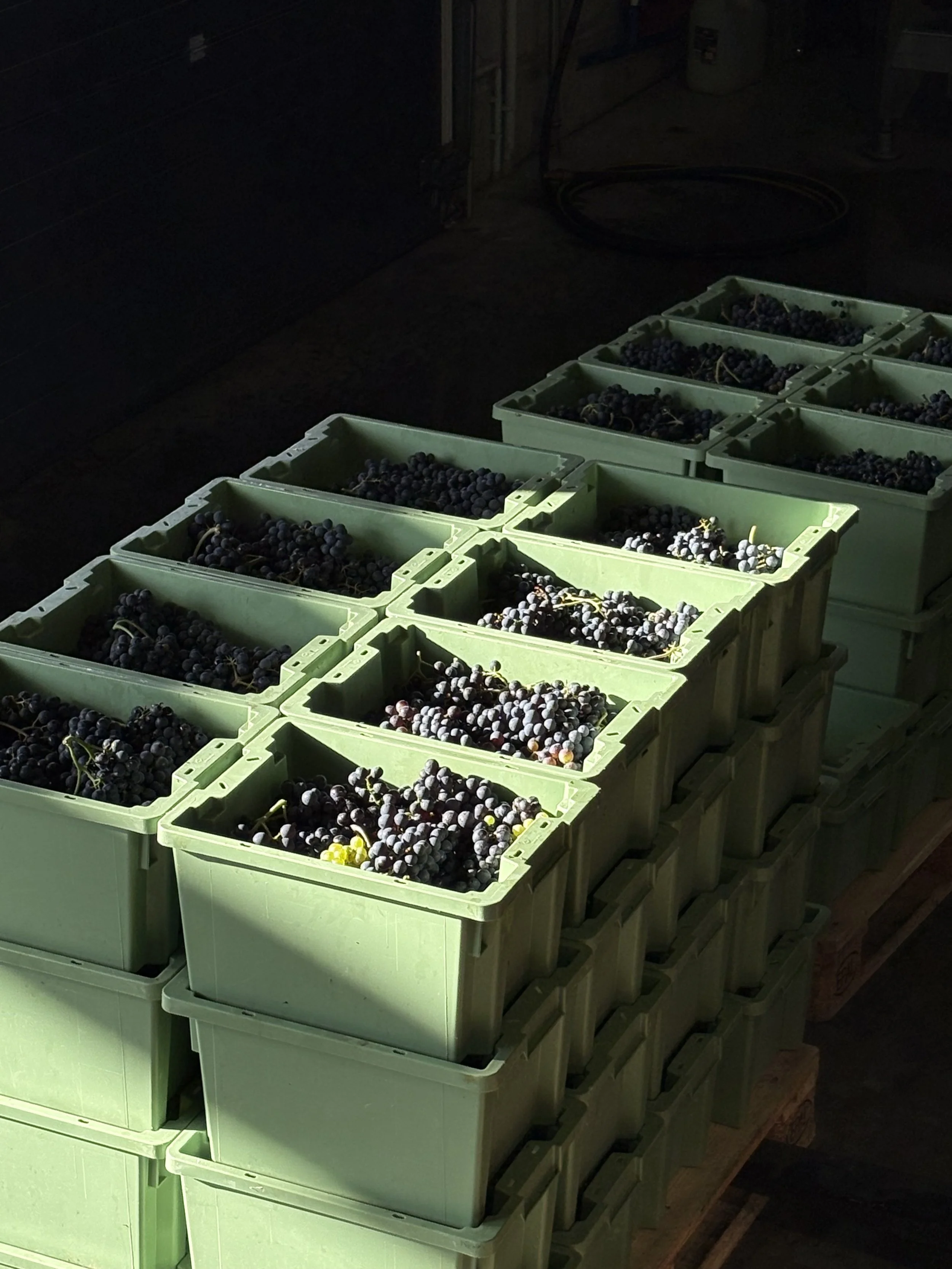 Mehrere grüne Leseboxen mit Trauben stapeln sich auf einer Palette im Kelterhaus, mit Sonnenlicht, das die Trauben beleuchtet.