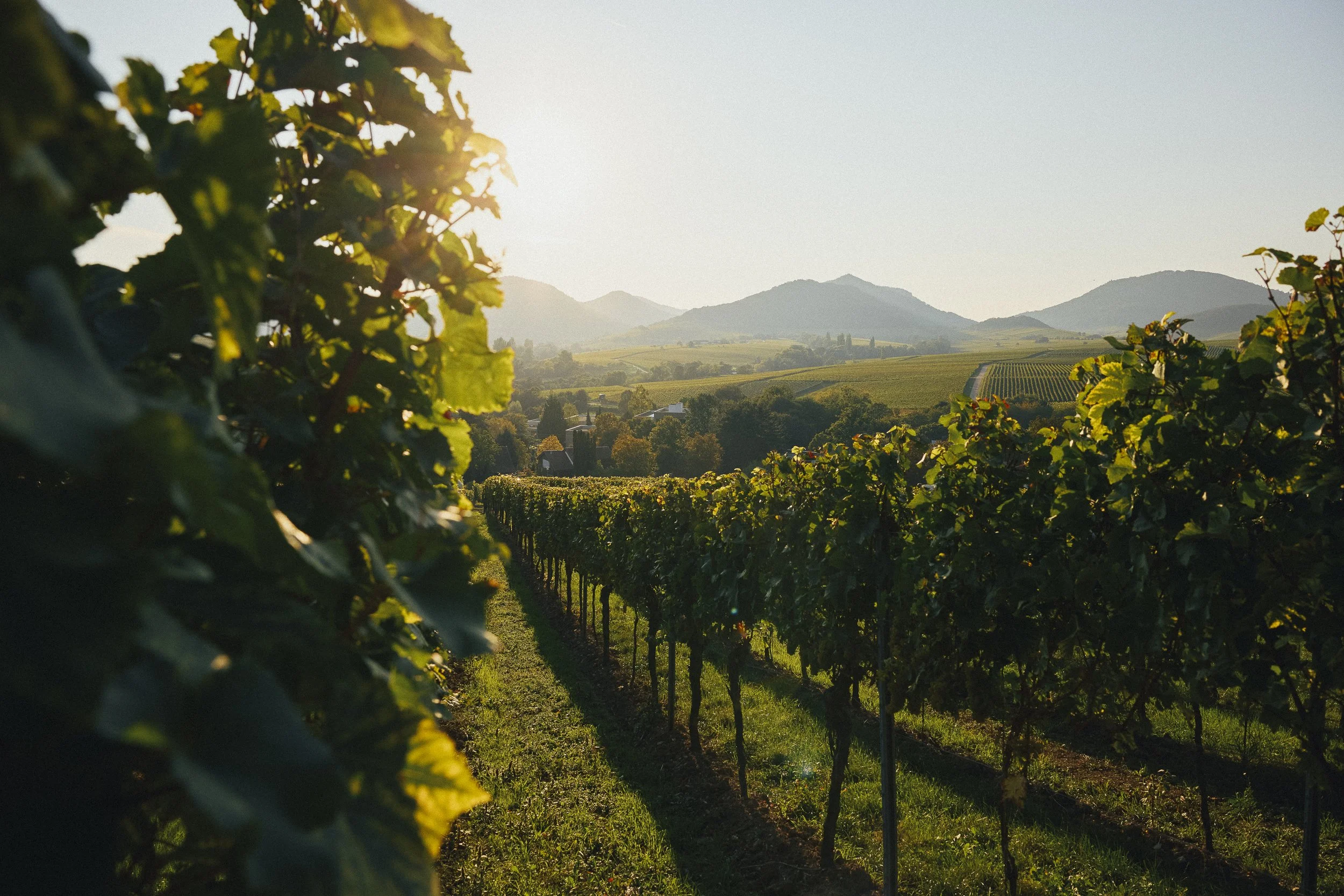 Weinberg bei Sonnenuntergang mit Blick auf Berge im Hintergrund.