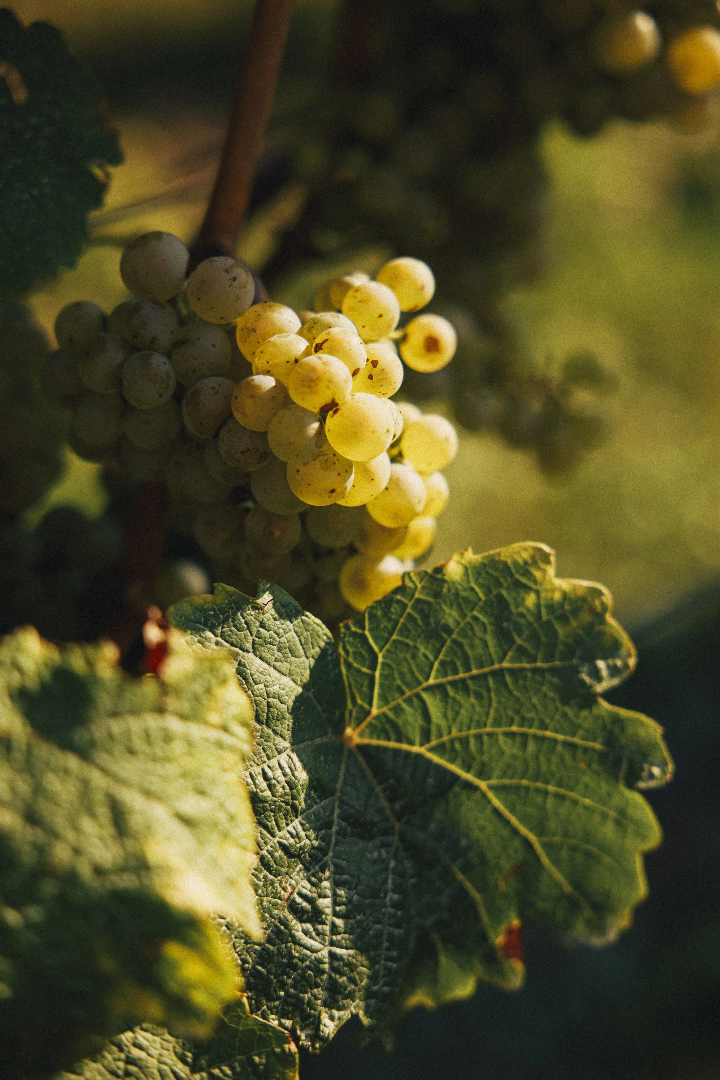 Nahaufnahme von Weißen Trauben mit Blättern einer Rebe.