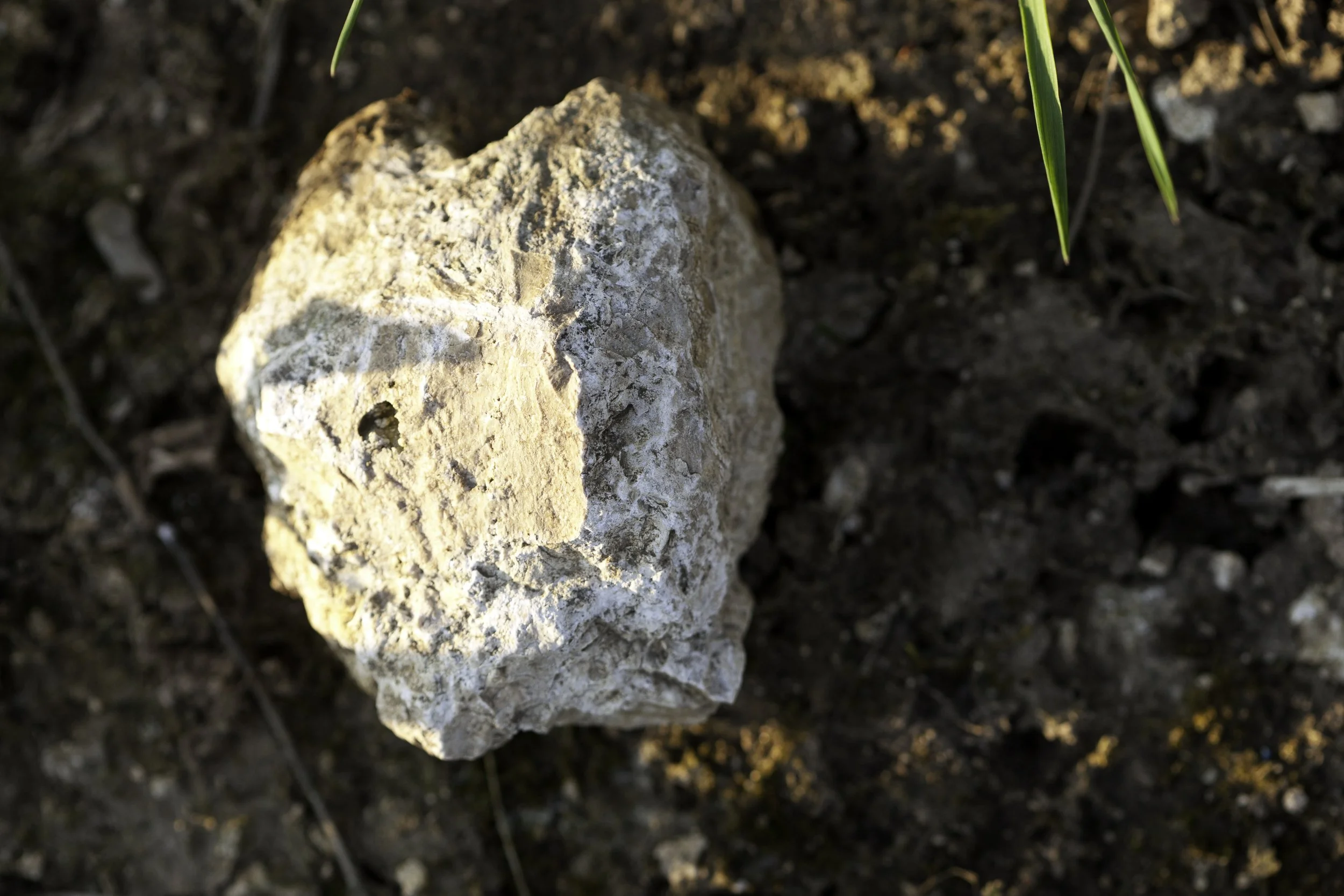 Ein weißer Kalkstein auf dunklem Boden. Terroir der Ilbesheimer Kalmit. .