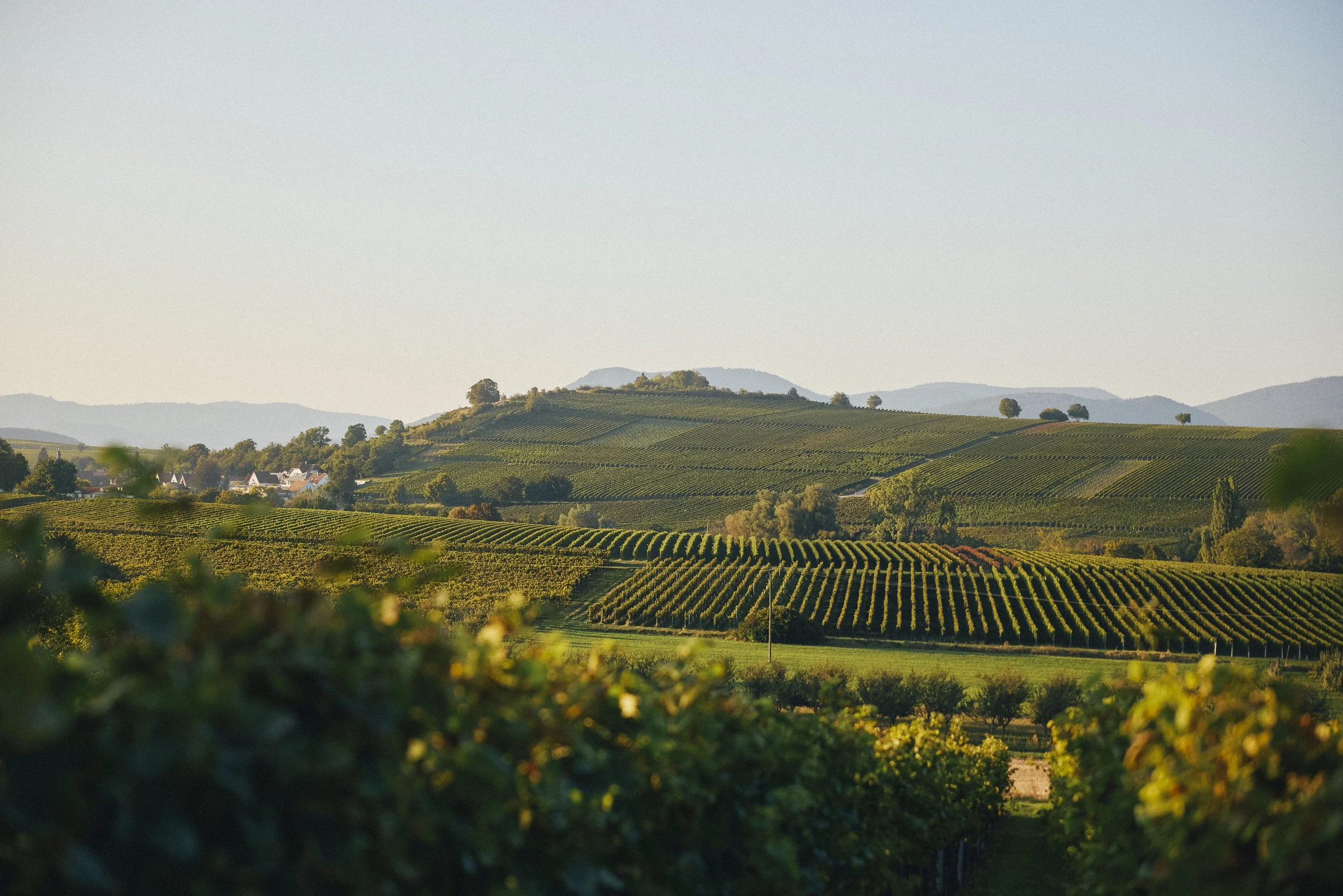 Blick auf grüne Weinberge in einer hügeligen Landschaft bei Sonne, mit kleinen Häusern im Hintergrund.