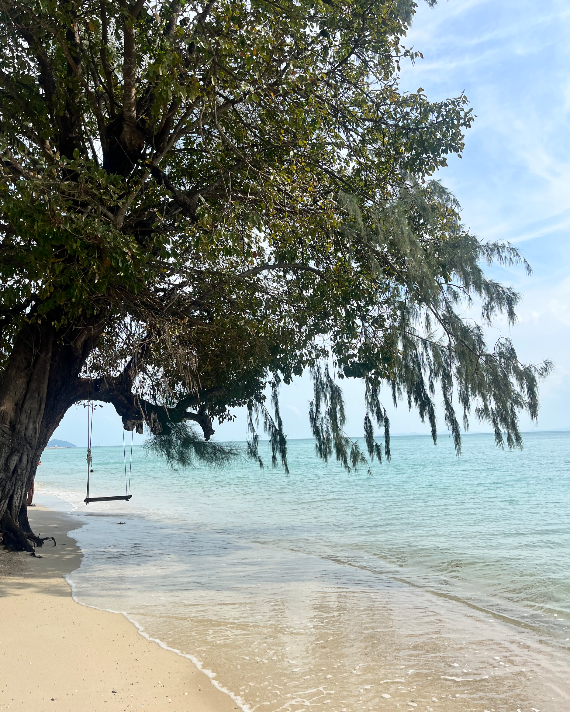 A beach scene with a large tree leaning over the sandy shore, a swing hanging from one of its branches, calm ocean water, and a partly cloudy sky.