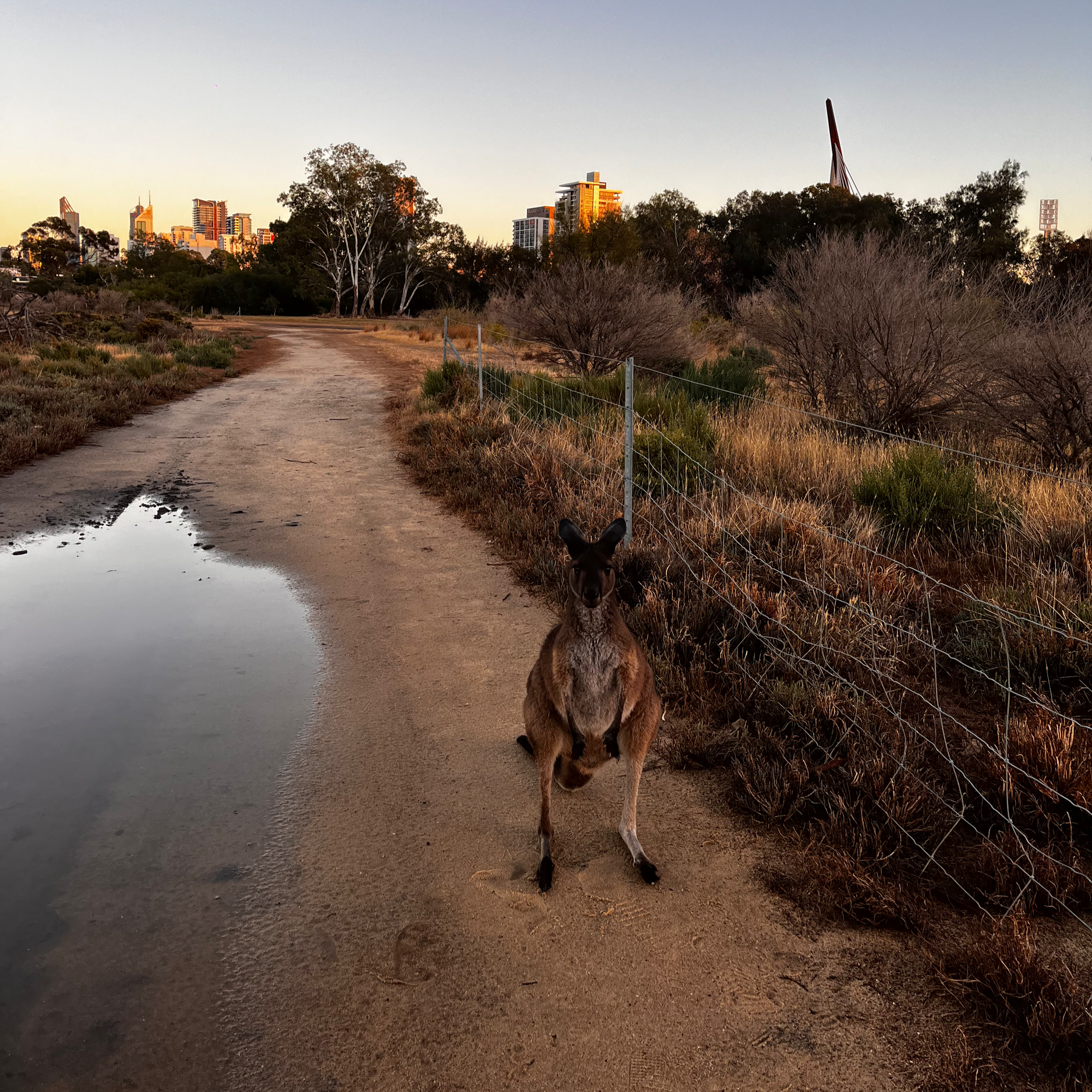 A kangaroo sitting on a dirt path near a city park during sunset, with a city skyline and a bridge in the background.