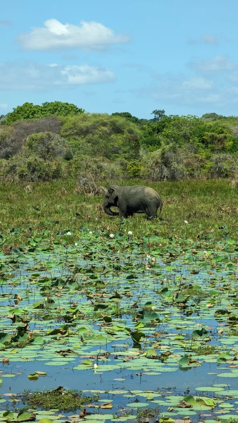 An elephant standing in a green wetland surrounded by water lilies with a backdrop of trees and a blue sky with scattered clouds.