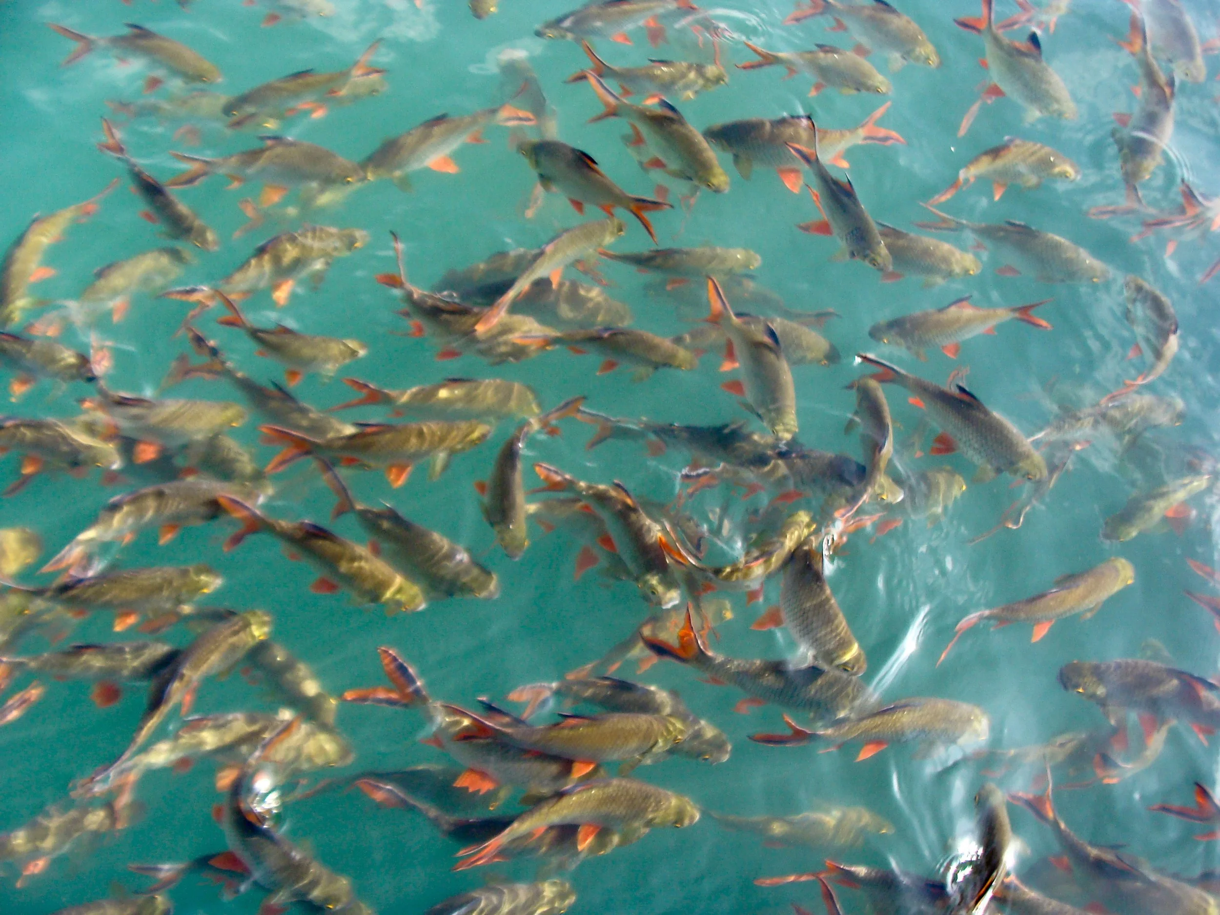 A large school of fish swimming in clear blue water
