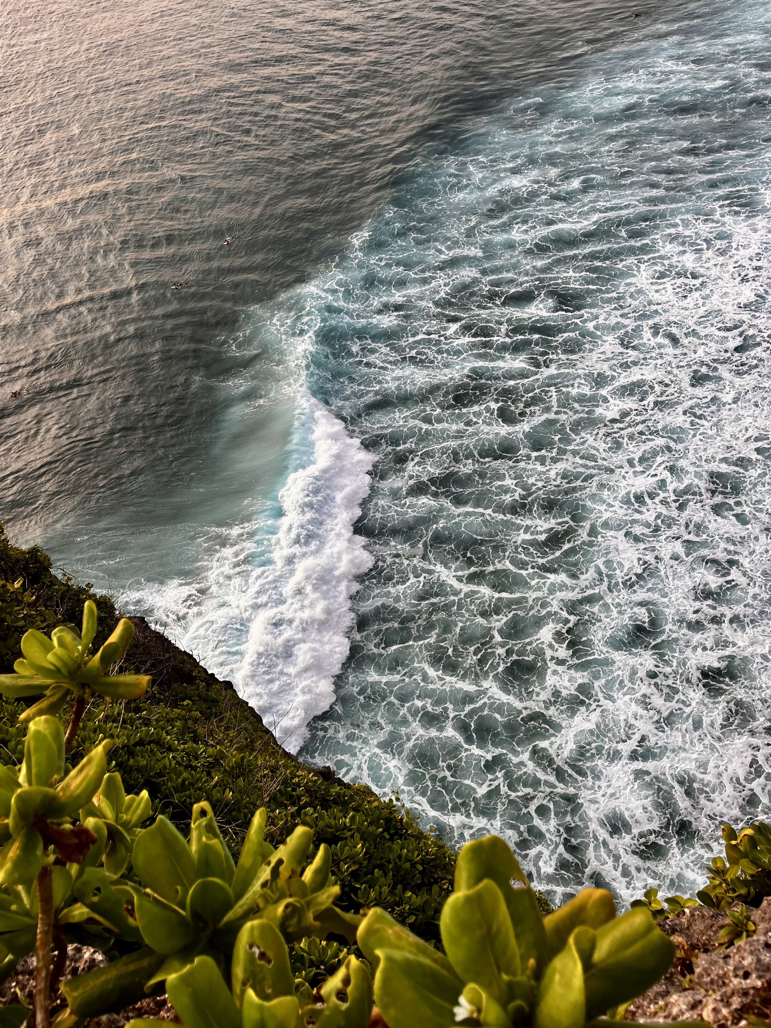 Ocean viewed from a cliff with waves crashing below and green plants in the foreground.