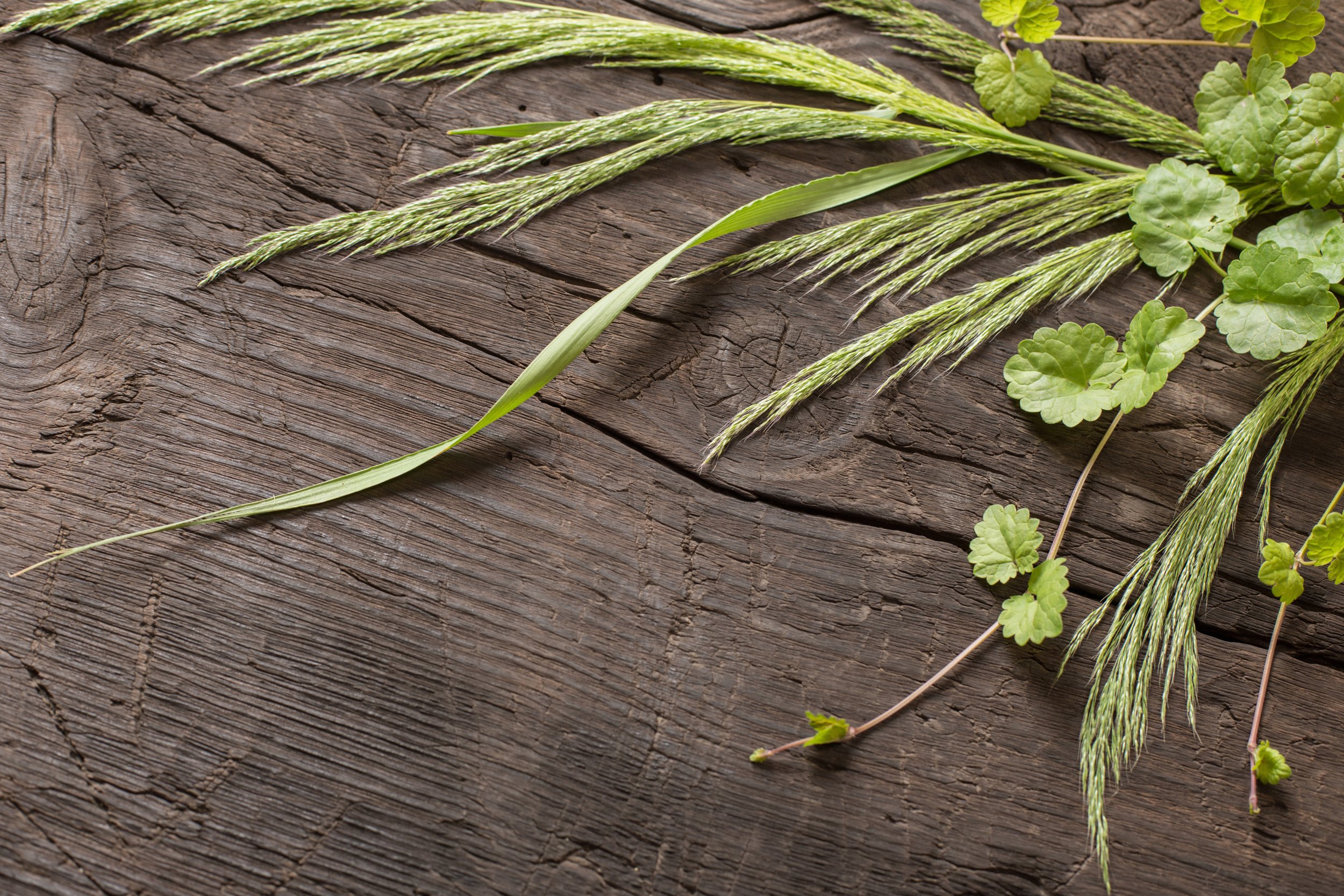 The Four Pillars of Herbal Support for Digestive Health