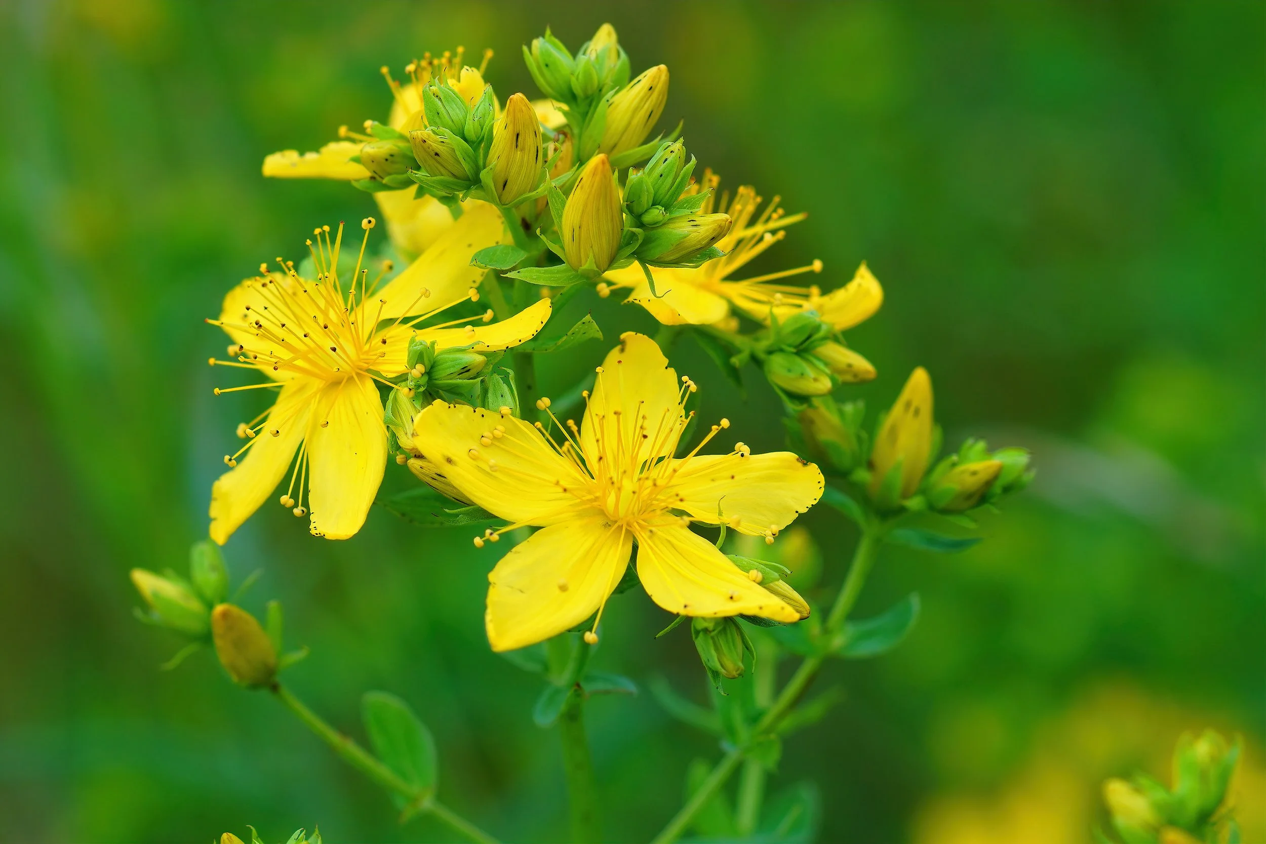 The Sacred Herb, Hypericum, With a Focus on Hypericum Infused Oil