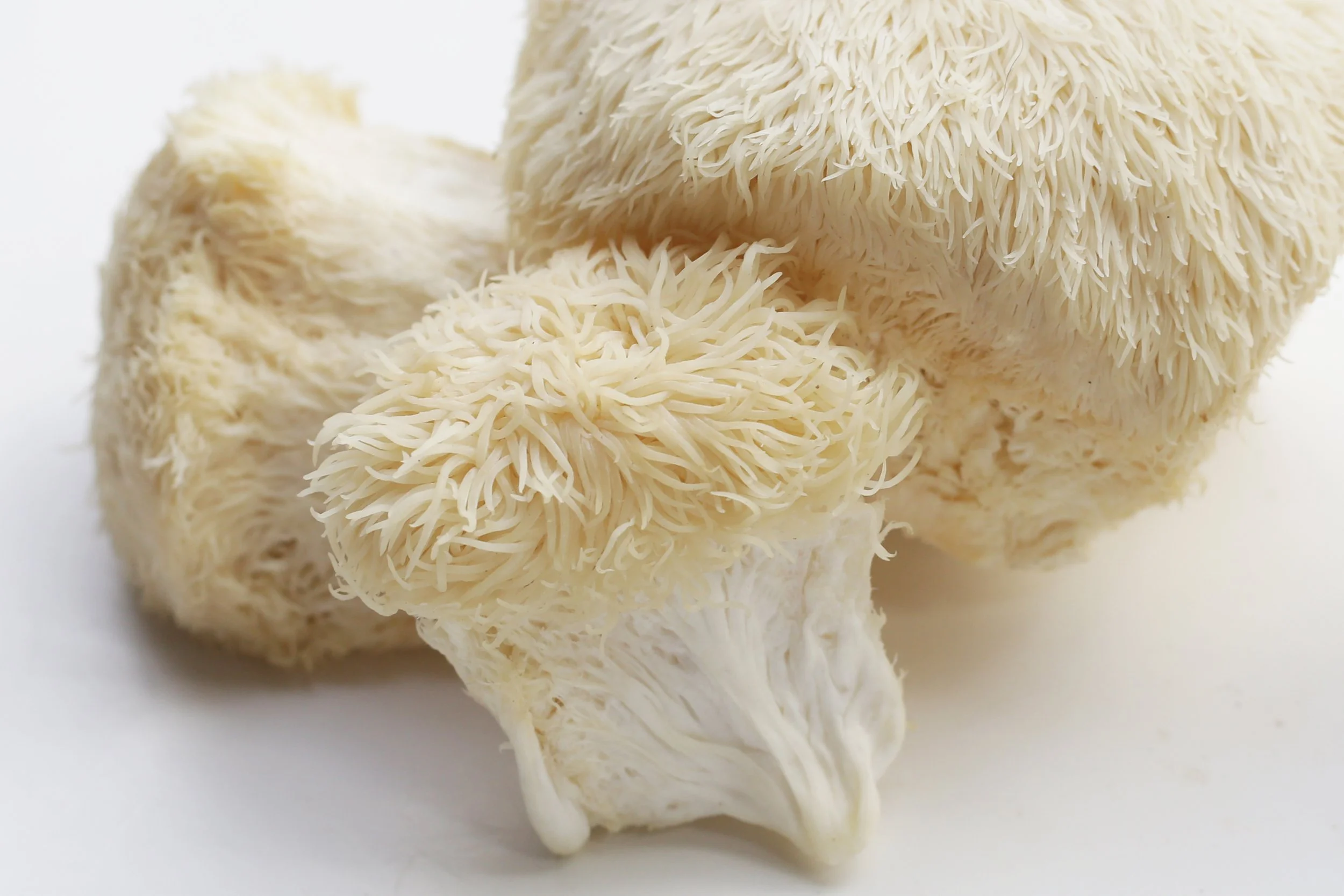 Brain Health - Five Evidence-Informed Medicinal Plants