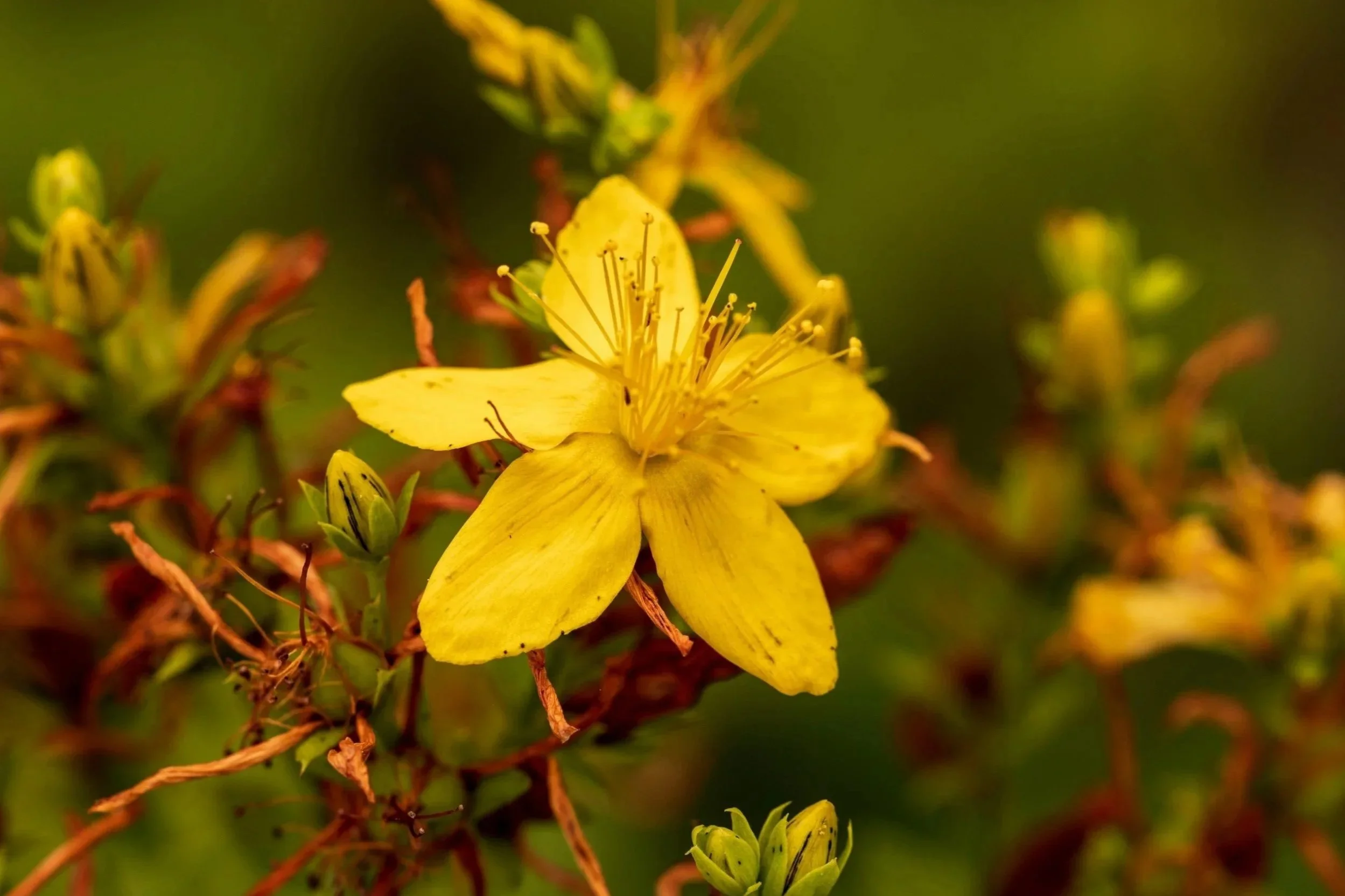 St. John’s Wort