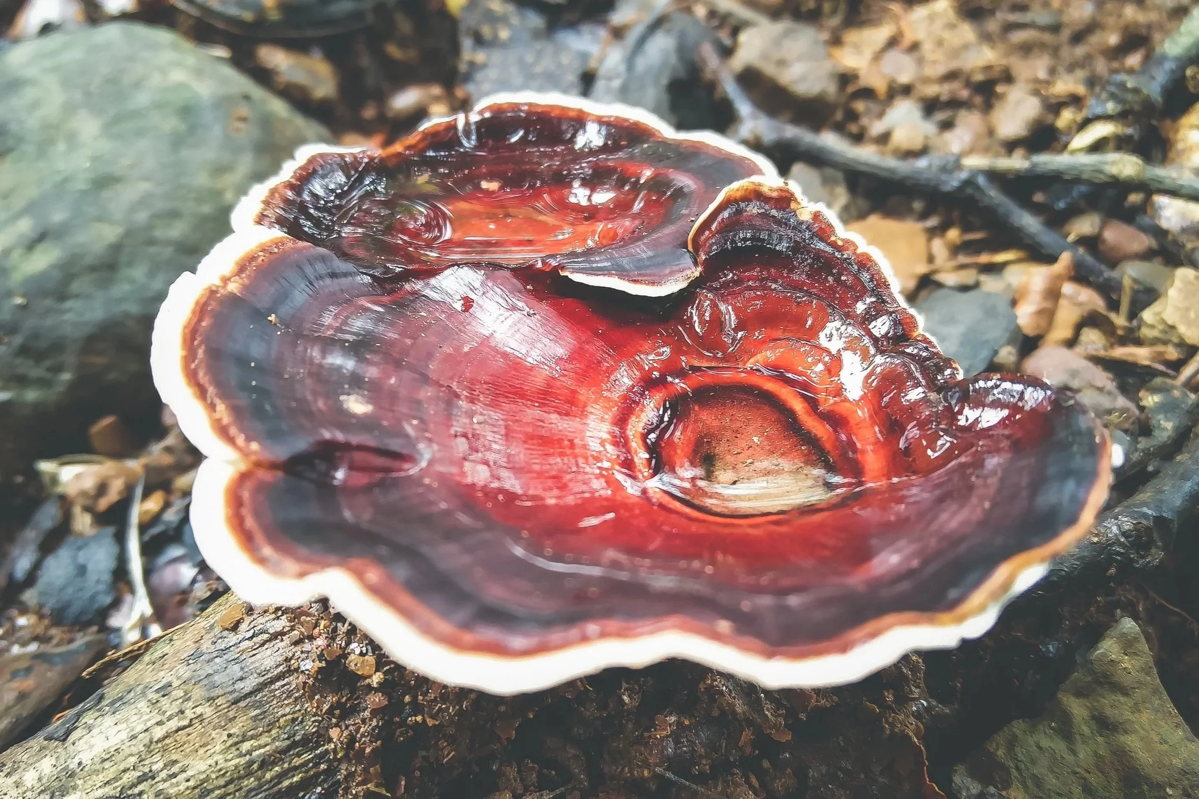 Reishi Mushroom