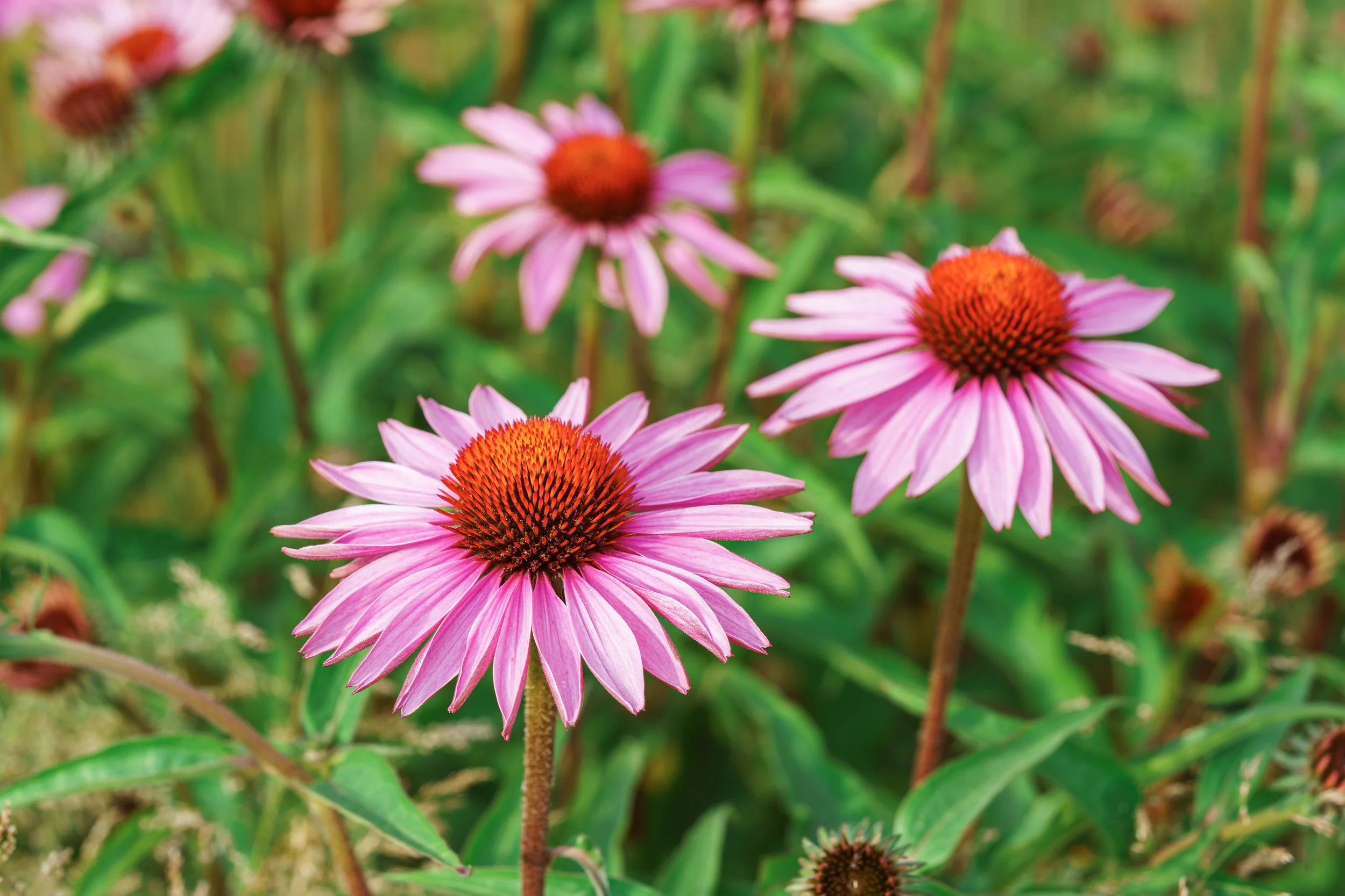 Echinacea, Immune Resilience, and the Herbal Medicine Approach to Illness