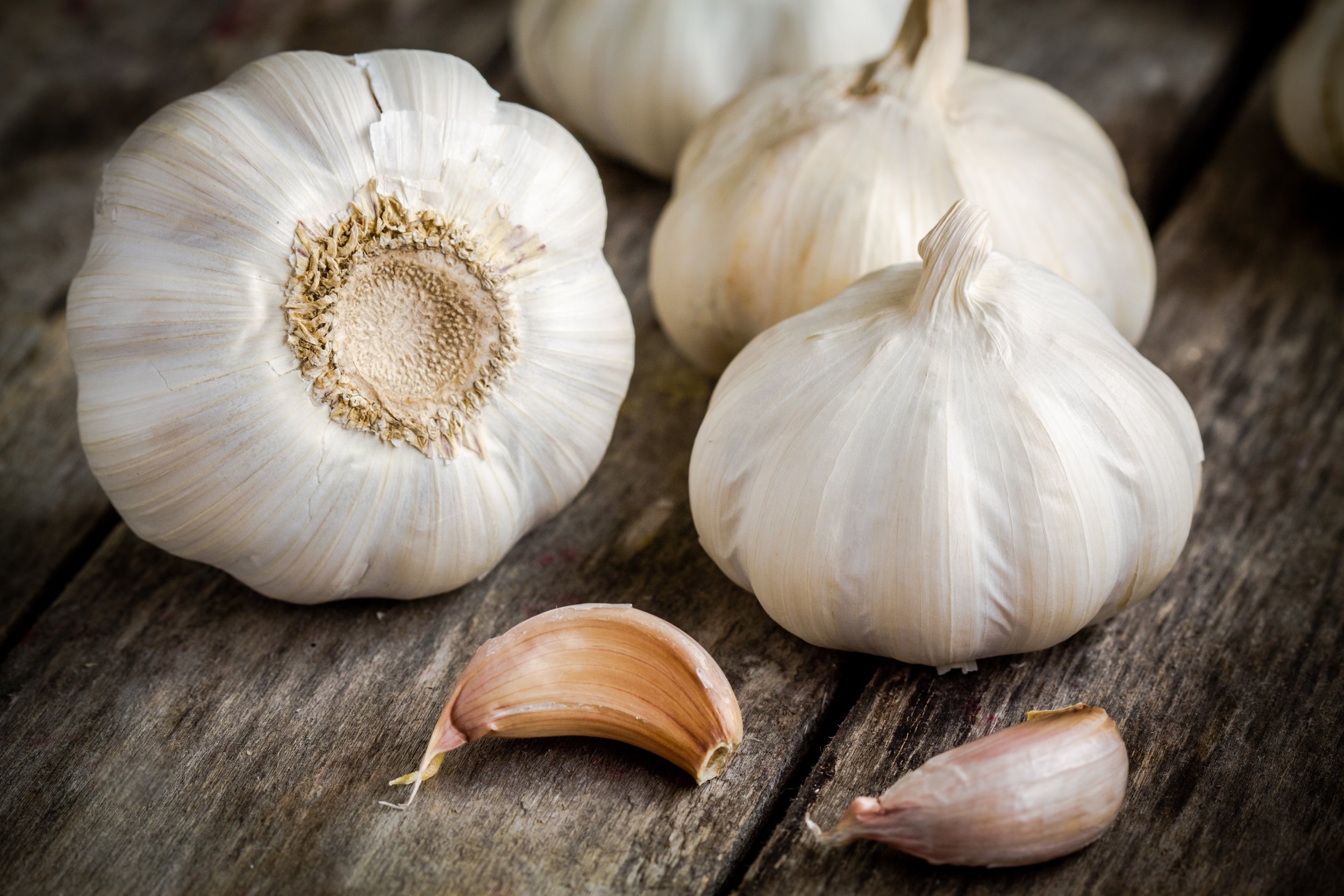 Garlic