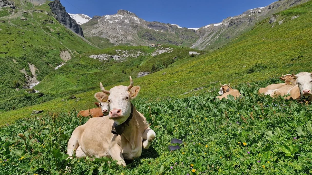 WhatsApp Image 2025-06-17 at 09.22.37.jpeg