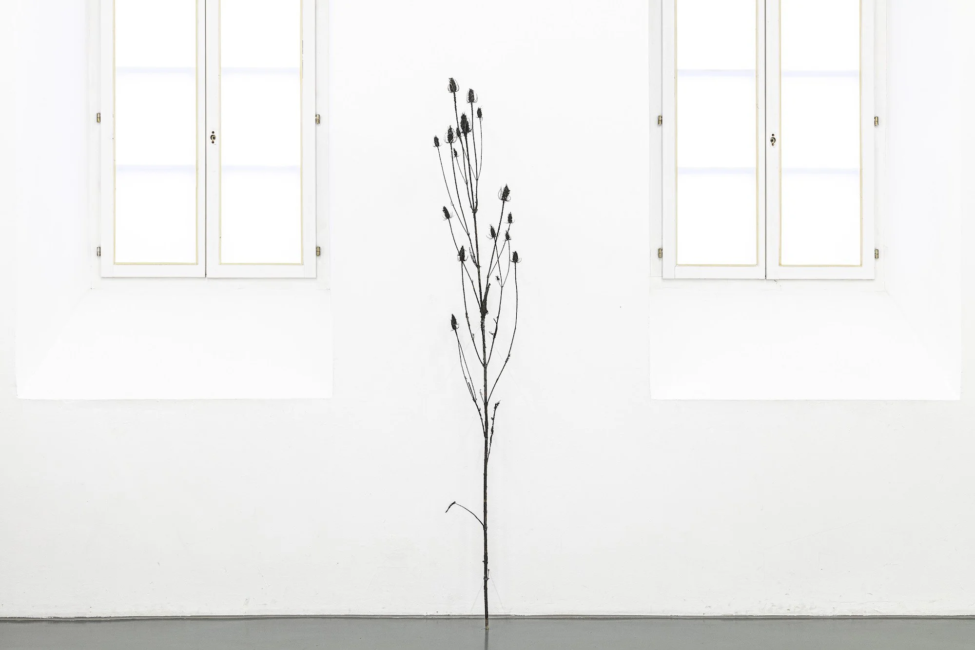 Ursula Palla, Wilde Karde 2, 2019 