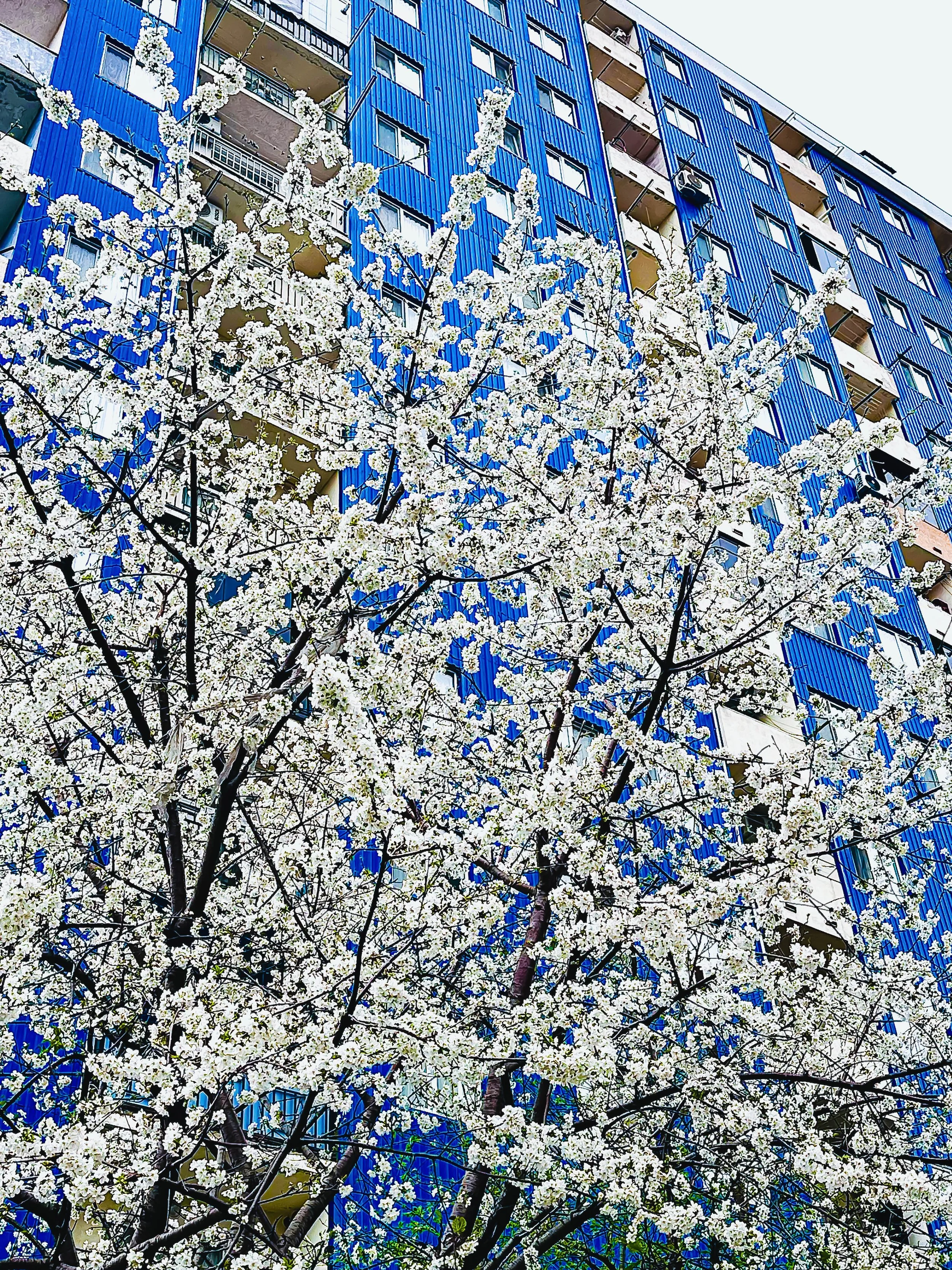 Cherry Blossom Season