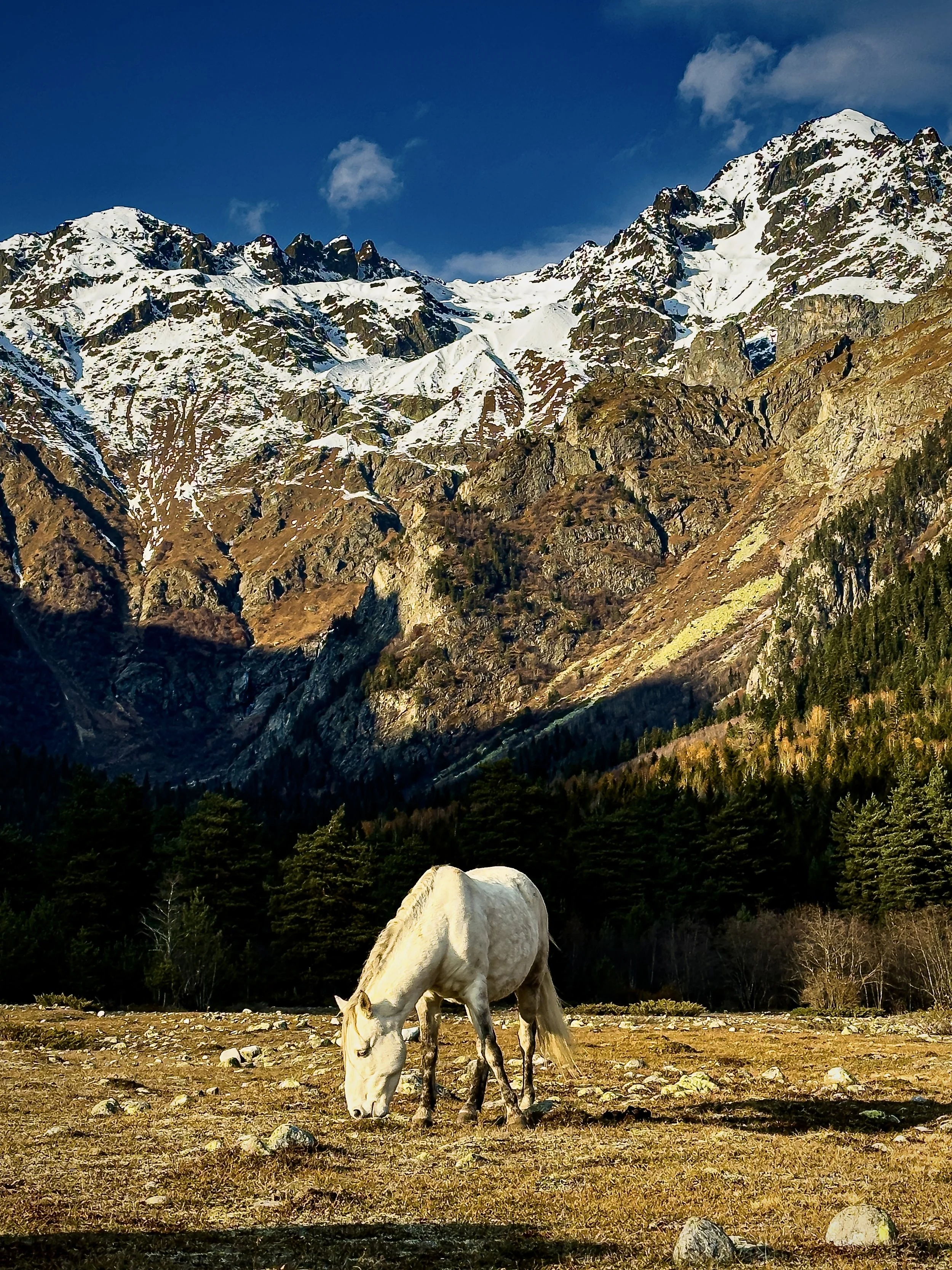 Grazing in the Alps