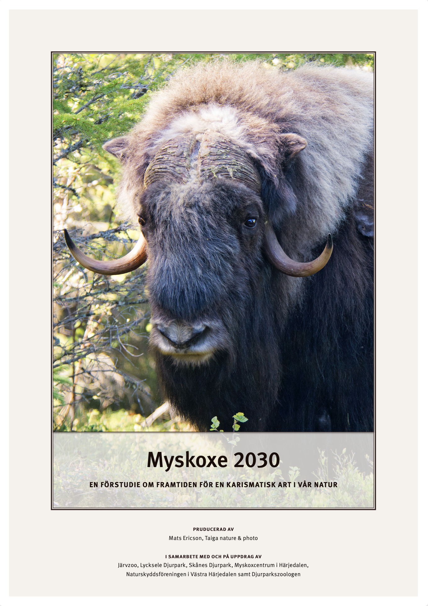 Förstudie Myskoxe 2030