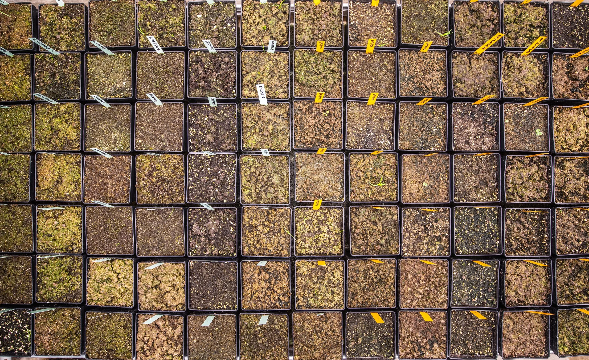 Myskoxe lab_2024_85A3360 copy 2.jpg