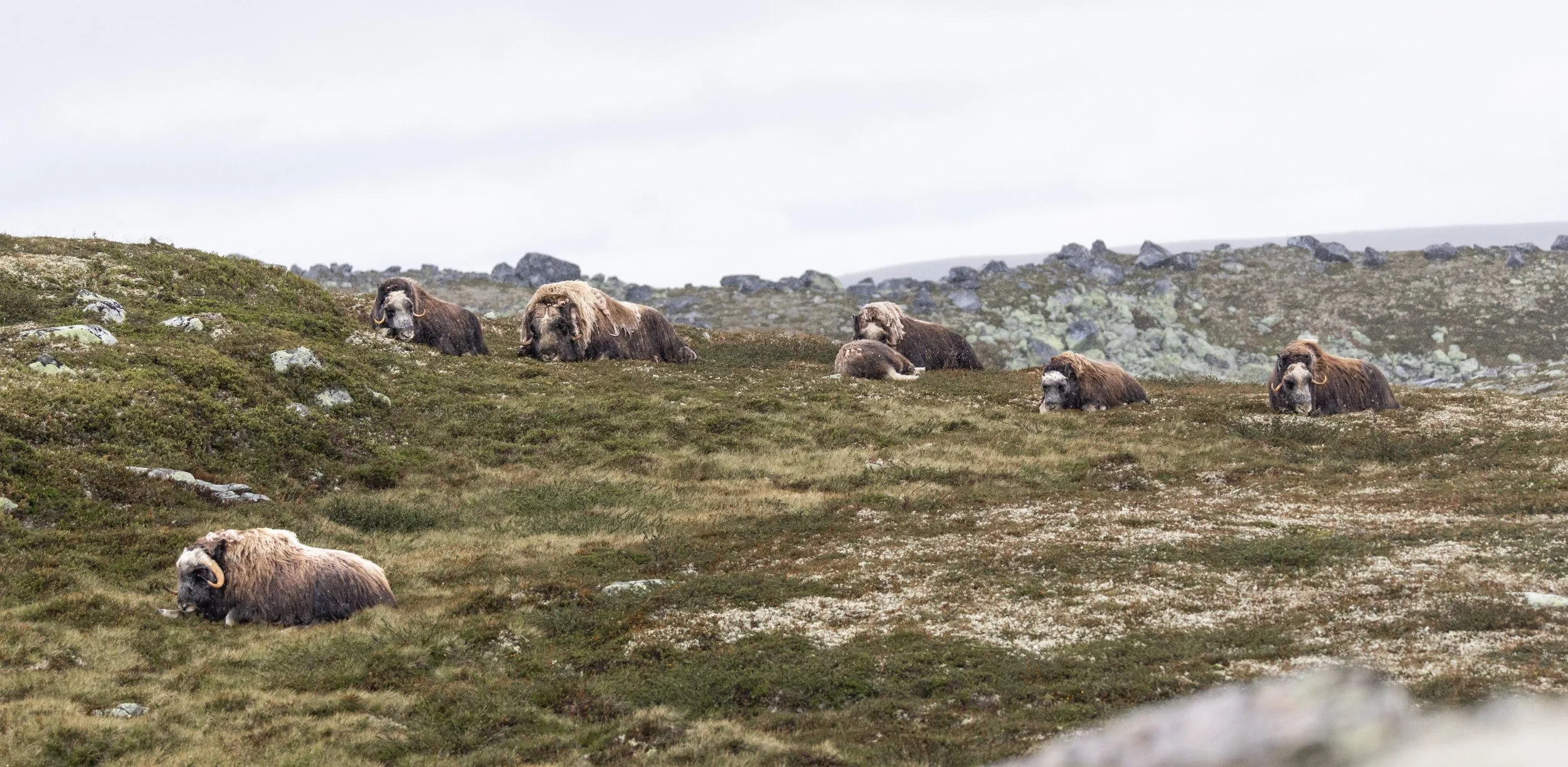 Muskox main group_Aug2025_W1A0239 copy.jpg