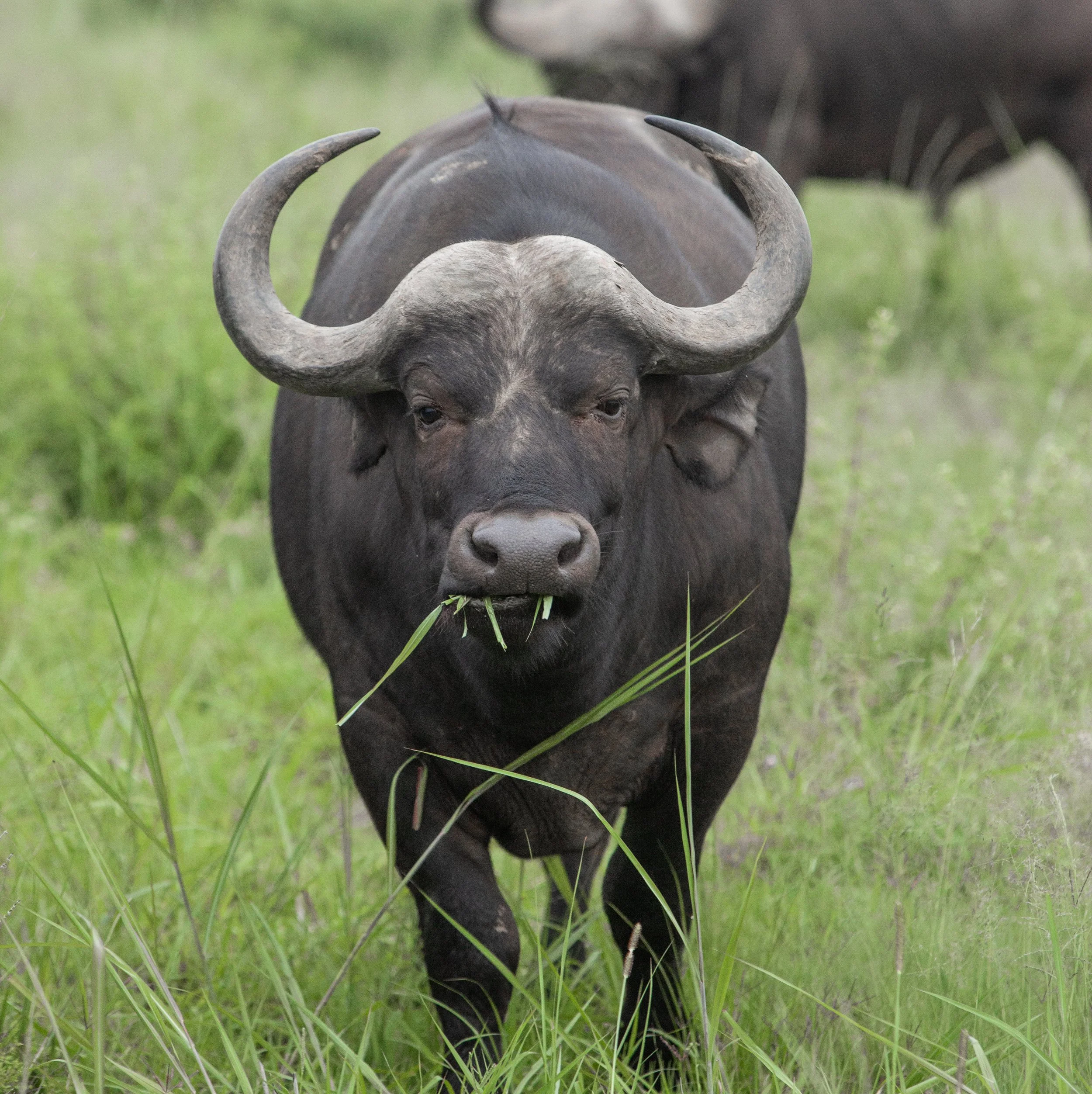 Afrikansk buffel