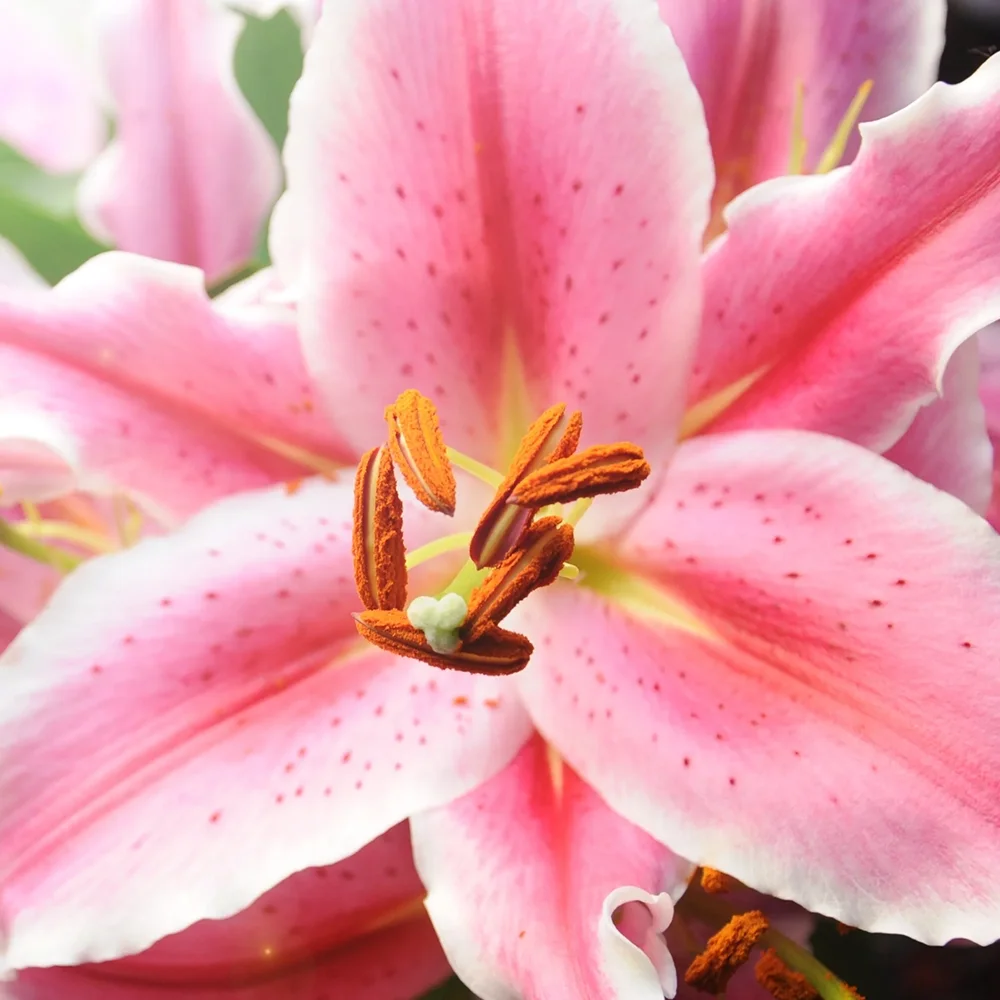 Close-up of a pink stargazer lily flower with prominent orange stamens and pink petals with darker pink spots.