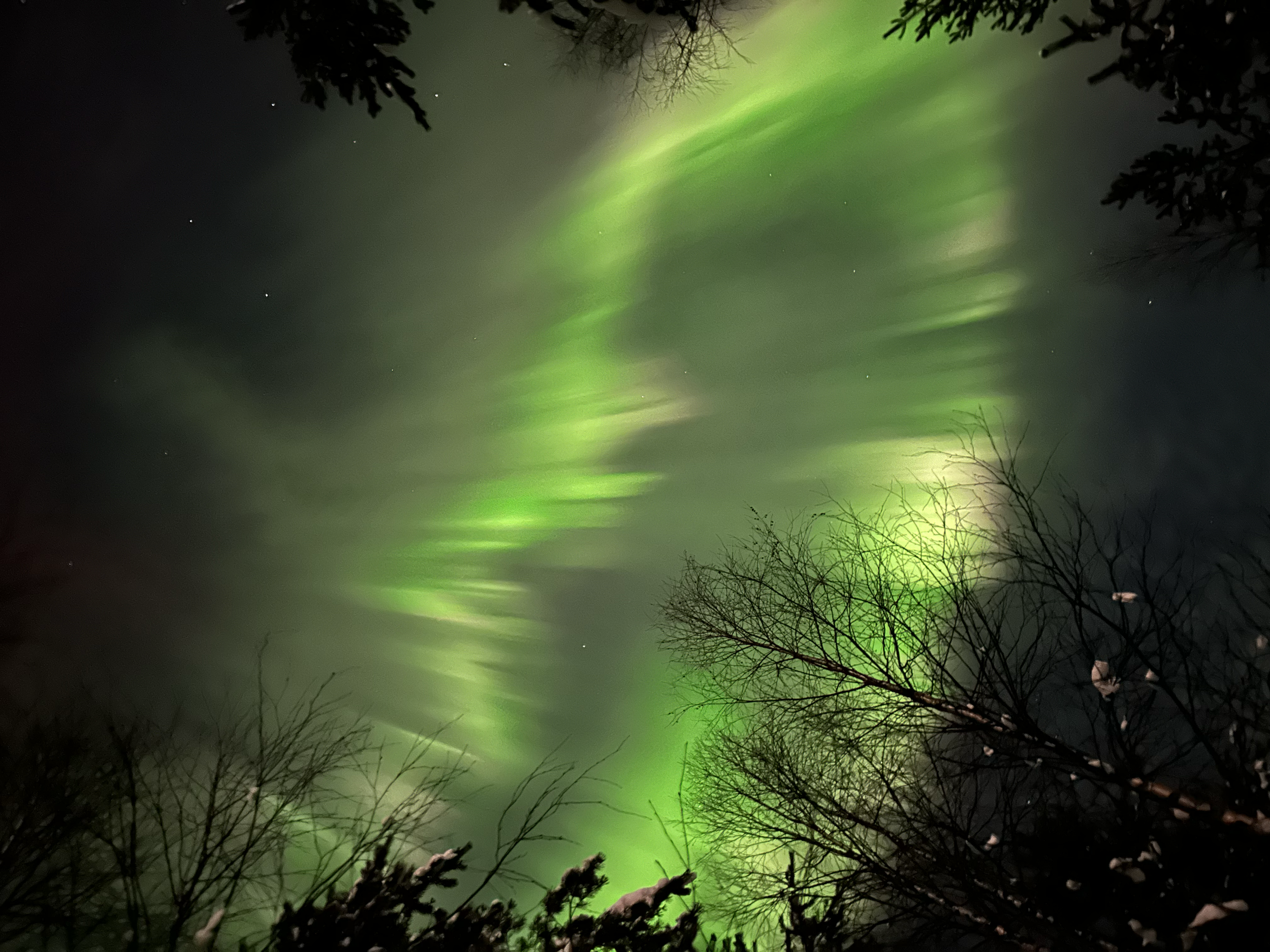 Northern lights (aurora borealis) illuminating the night sky amidst snow-covered trees.