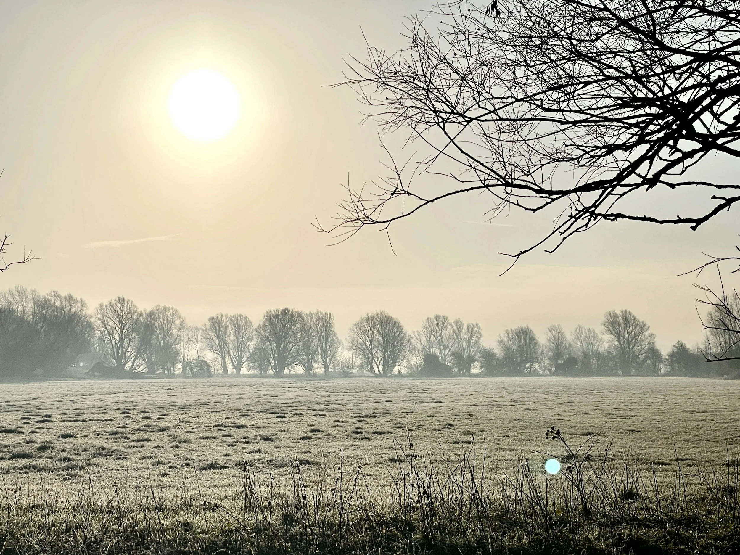 a frosty field with pale sun on the horizon and a bare branches