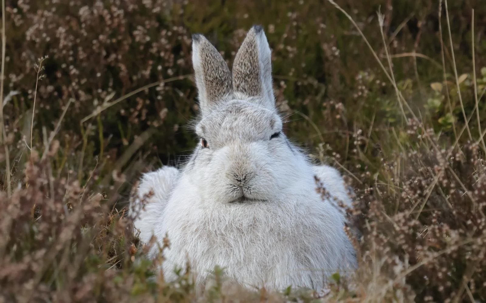 Hare  Signed, Open Edition Photographic print on Fujiflex Archive Paper. Image Size: 20cm x 32cm  Framed Size: 30cm x 40cm