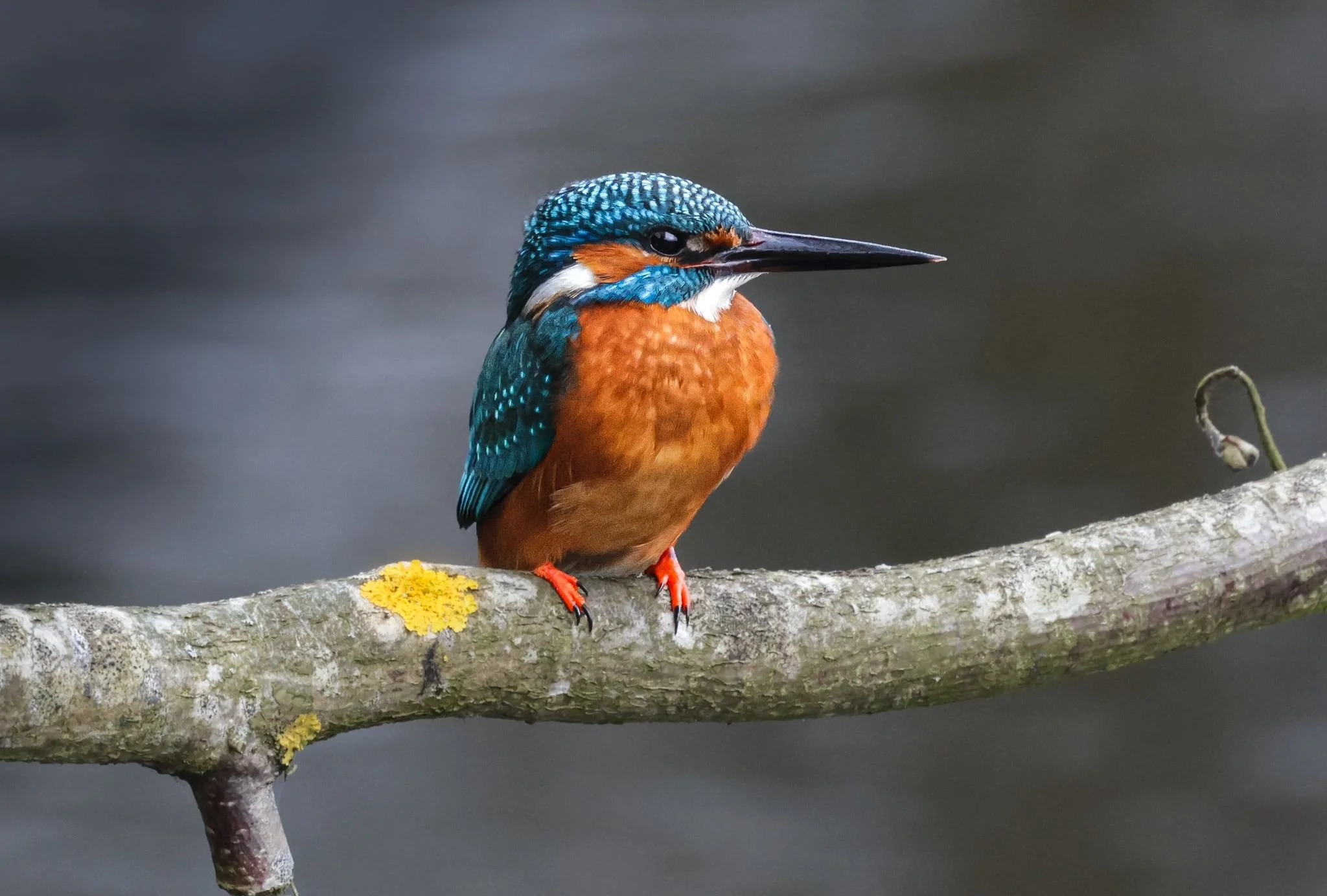 Kingfisher  Signed, Open Edition Photographic print on Fujiflex Archive Paper. Image Size: 20cm x 30cm  Framed Size: 30cm x 40cm