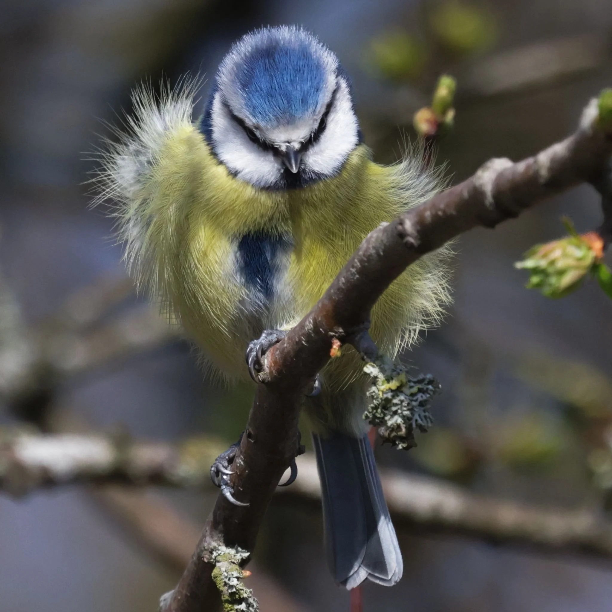 Blue Tit  Signed, Open Edition Photographic print on Fujiflex Archive Paper. Image Size: 30cm x 20cm  Framed Size: 40cm x 30cm