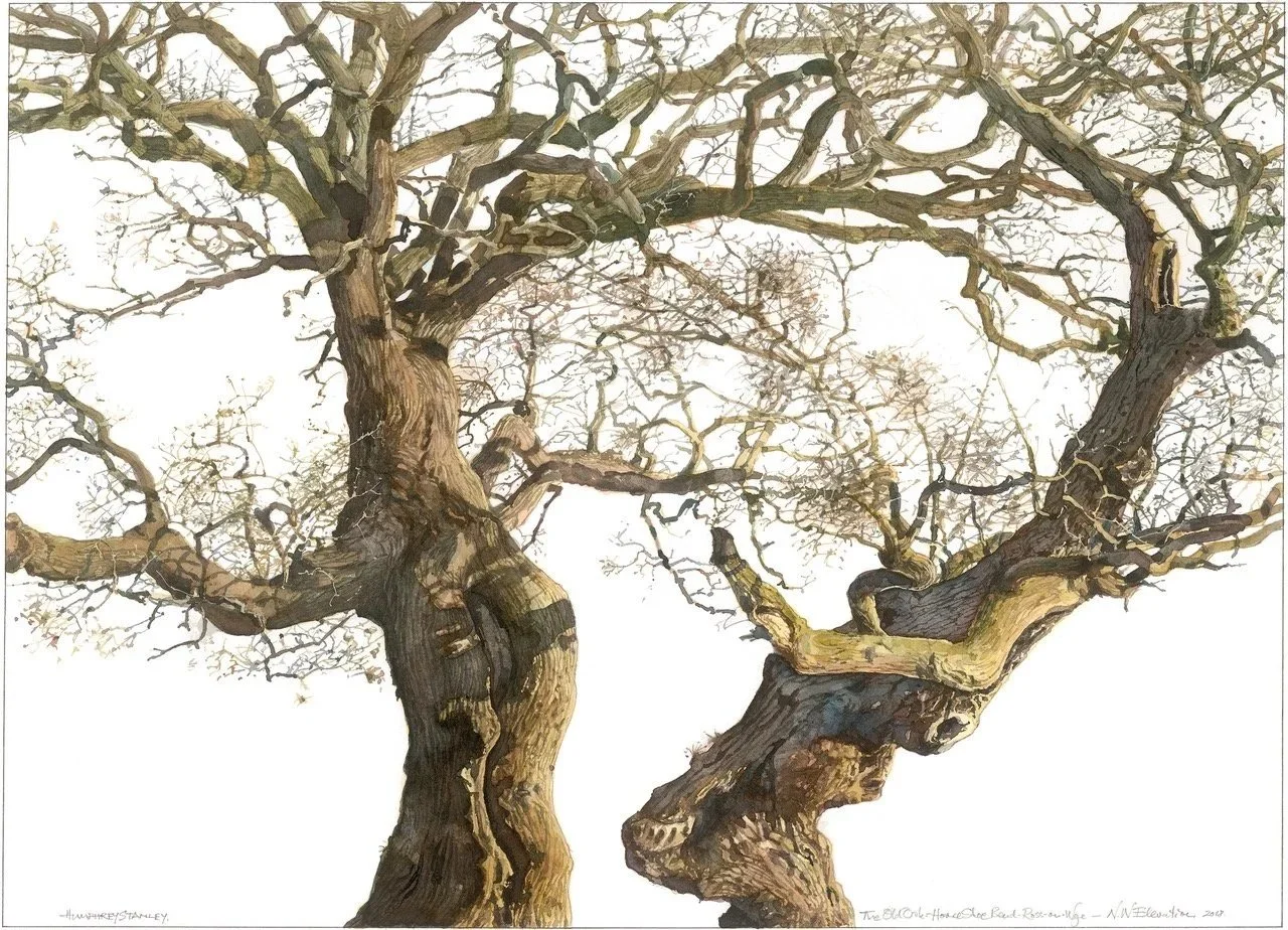  The Old Oak 
  Horse Shoe Bend – Ross-on-Wye
 Print Size: 30cm x 41cm&nbsp; &nbsp; £95  
 Mounted Print: 40cm x 50cm&nbsp; &nbsp; £115
 Framed Print: 43cm x 53cm&nbsp; &nbsp; £185
