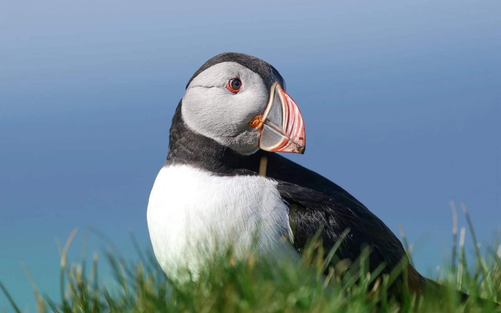  A Puffin's Pose   Signed, Open Edition Photographic print on Fujiflex Archive Paper. Image Size: 20cm x 32cm  Framed Size: 30cm x 40cm