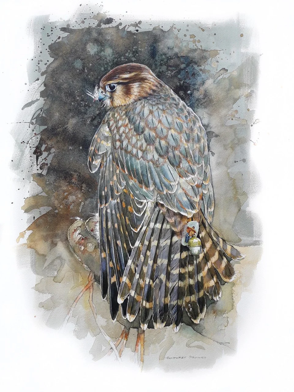  Juvenile Merlin   Watercolour on paper
 Painting Size: 59cm x 43cm
 Framed Size: 78cm x 60cm
 £1,550