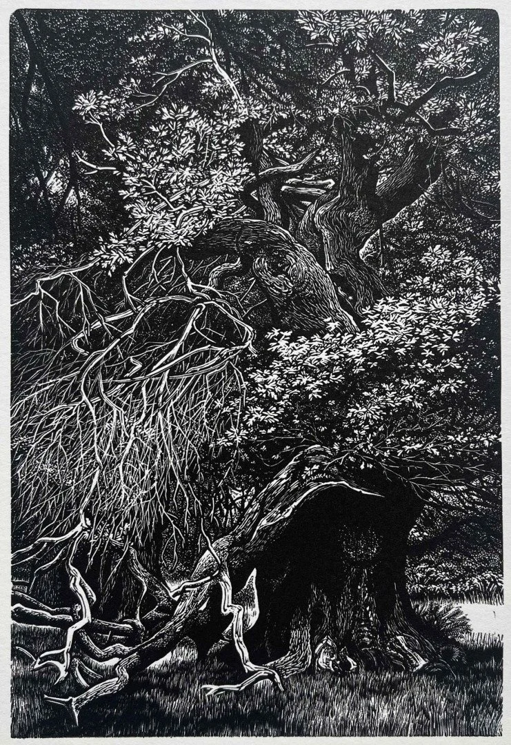   Staverton Thicks  
 £260
 Blaze Cyan
 Wood Engraving on Paper
 Limited Edition No. 2/100
 Framed Size: 30cm x 27cm x 3cm