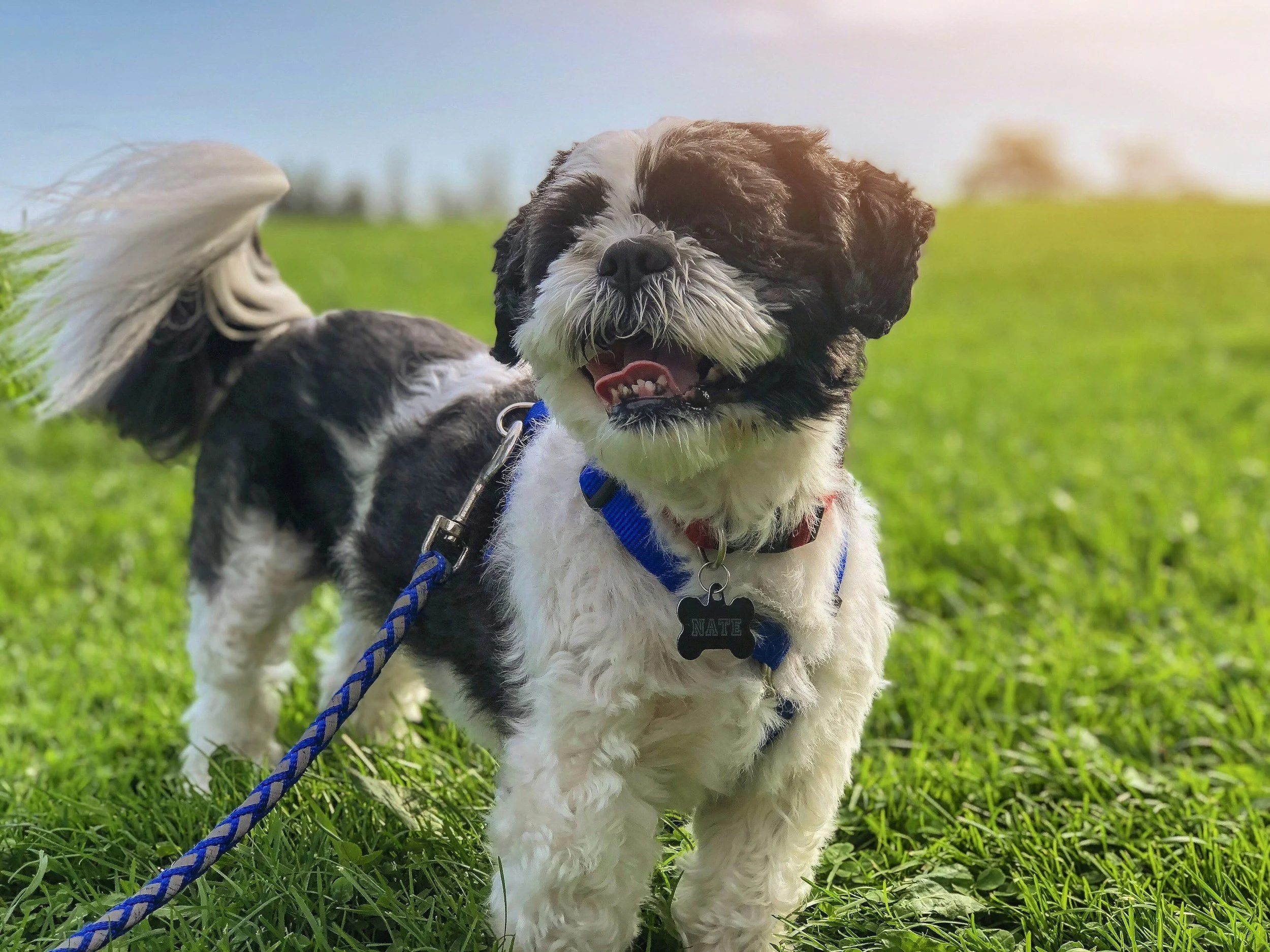 A happy black and white dog with a blue leash standing on green grass in an outdoor field during daylight.