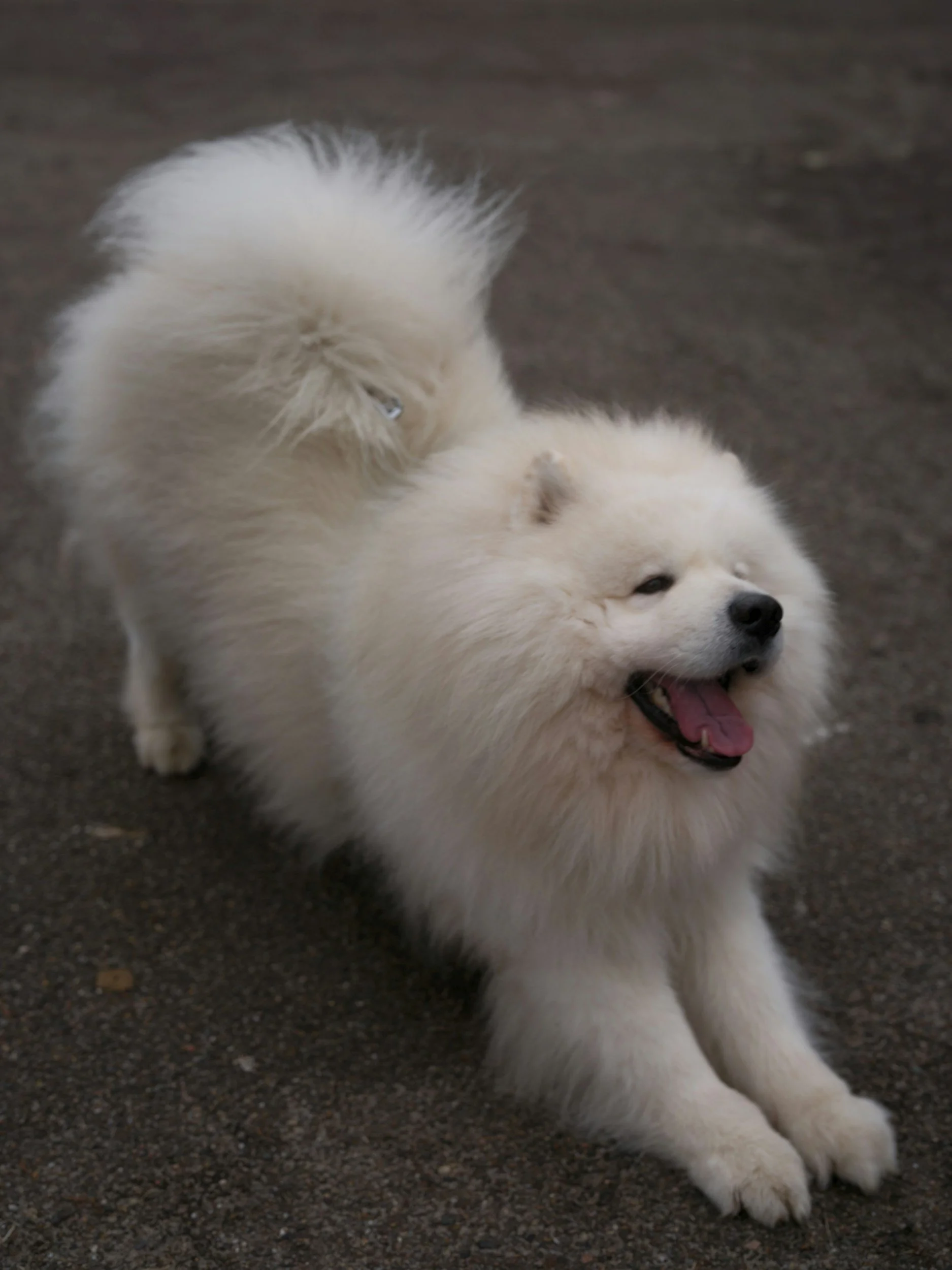 Two dogs with a red plaid blanket over their heads in front of a decorated Christmas tree.