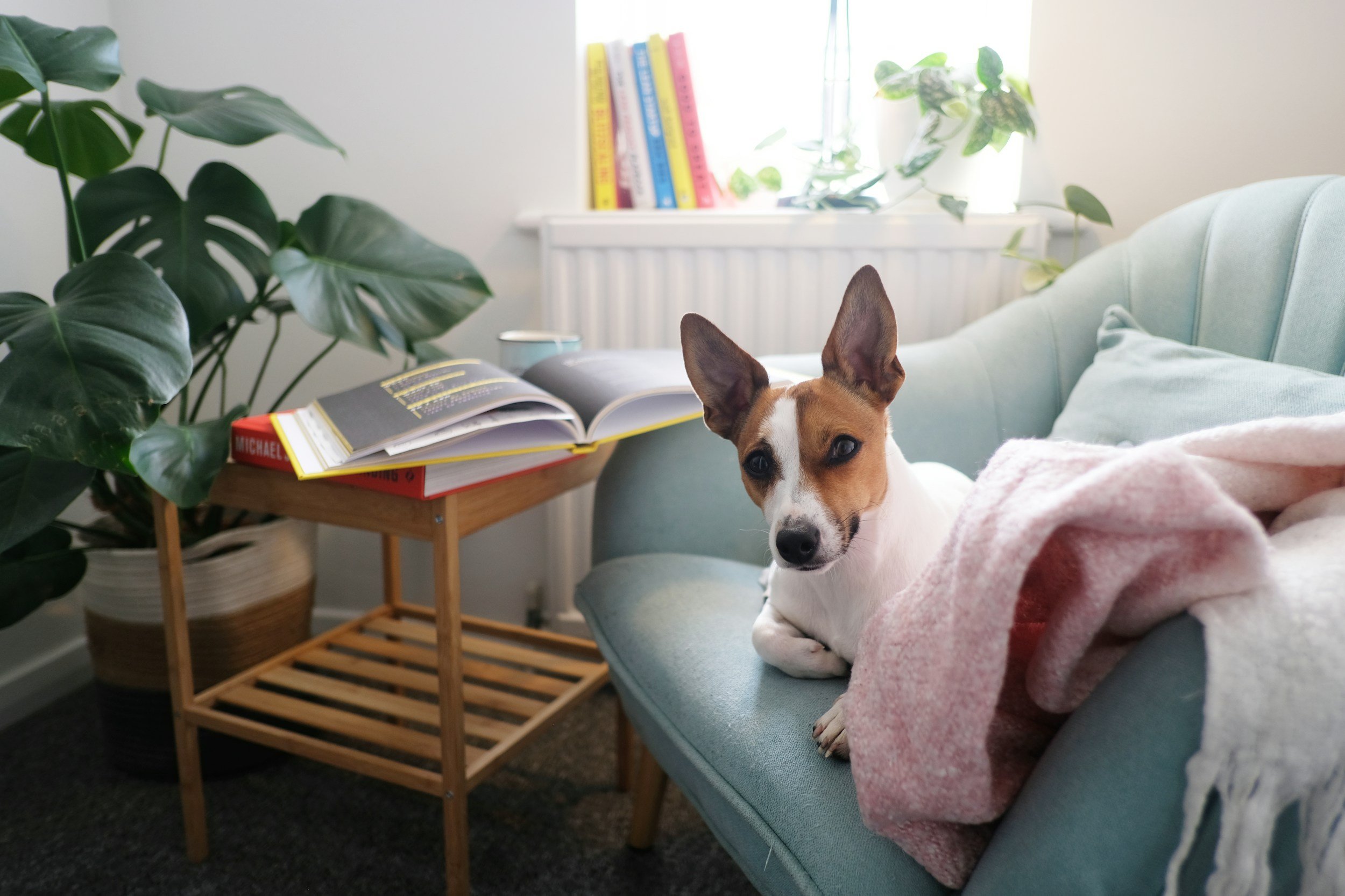 Dog with a blanket