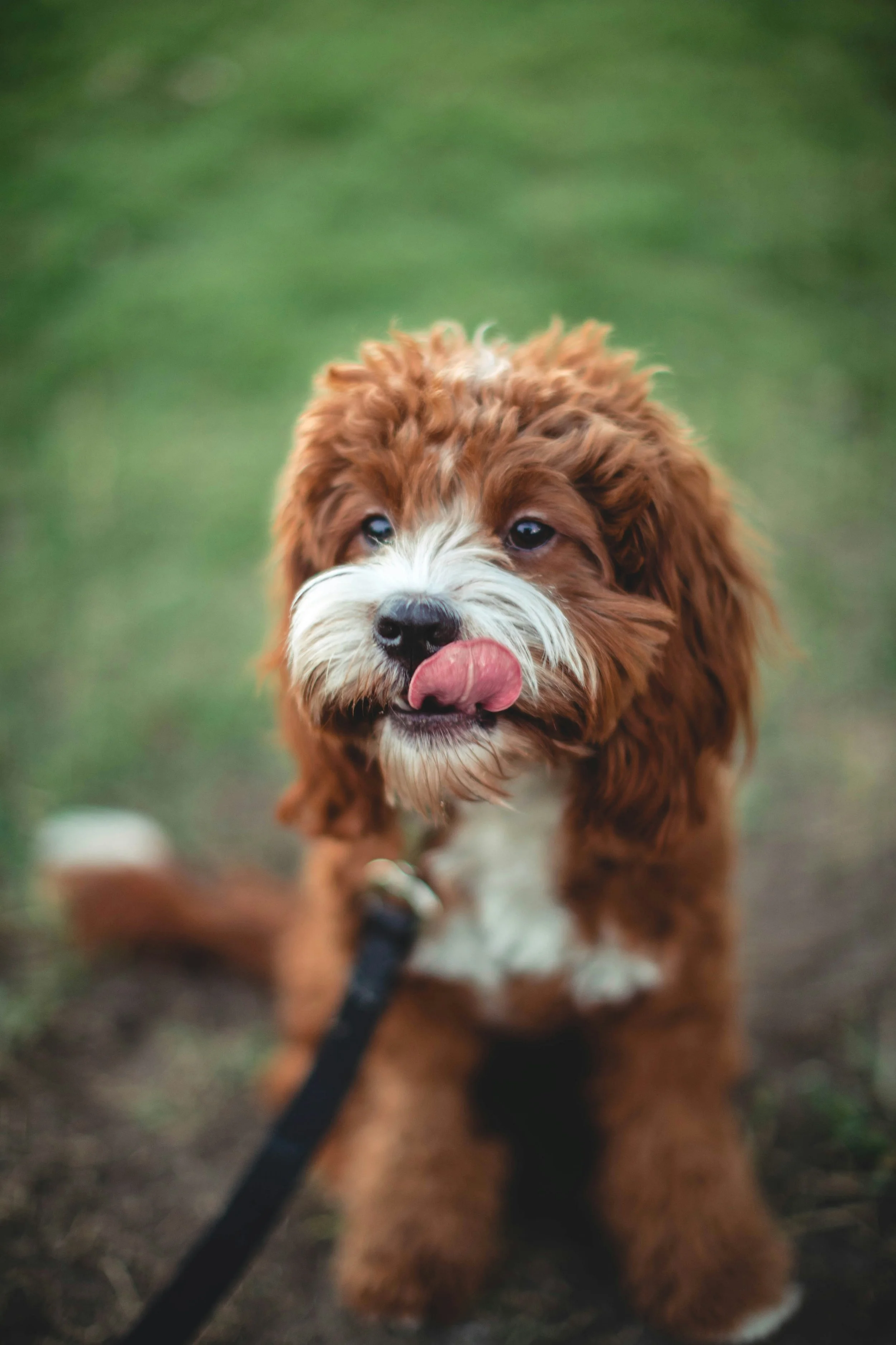 roberto-nickson-N_V13fMHtiE-unsplash.jpg