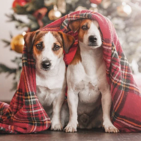 Two dogs with a red plaid blanket over their heads in front of a decorated Christmas tree.