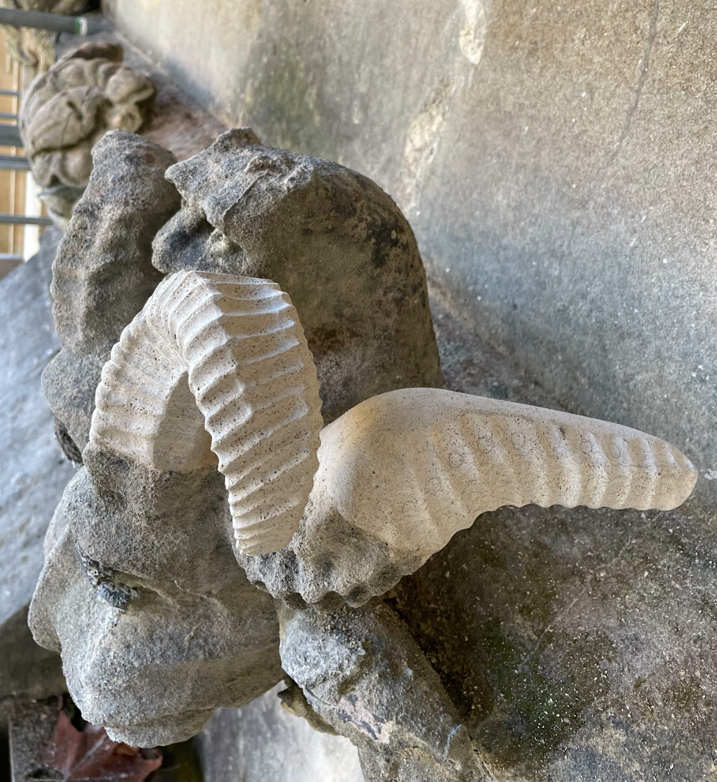 A fossilized sea shell attached to rocks, with a ribbed pattern and curved shape, on a concrete surface.