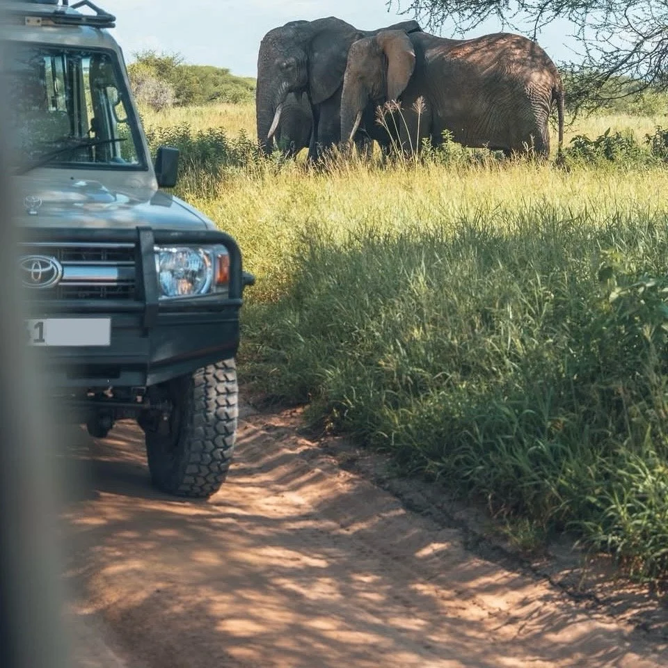 Two elephants standing in tall grass near a dirt road with a vehicle partially visible in the foreground.